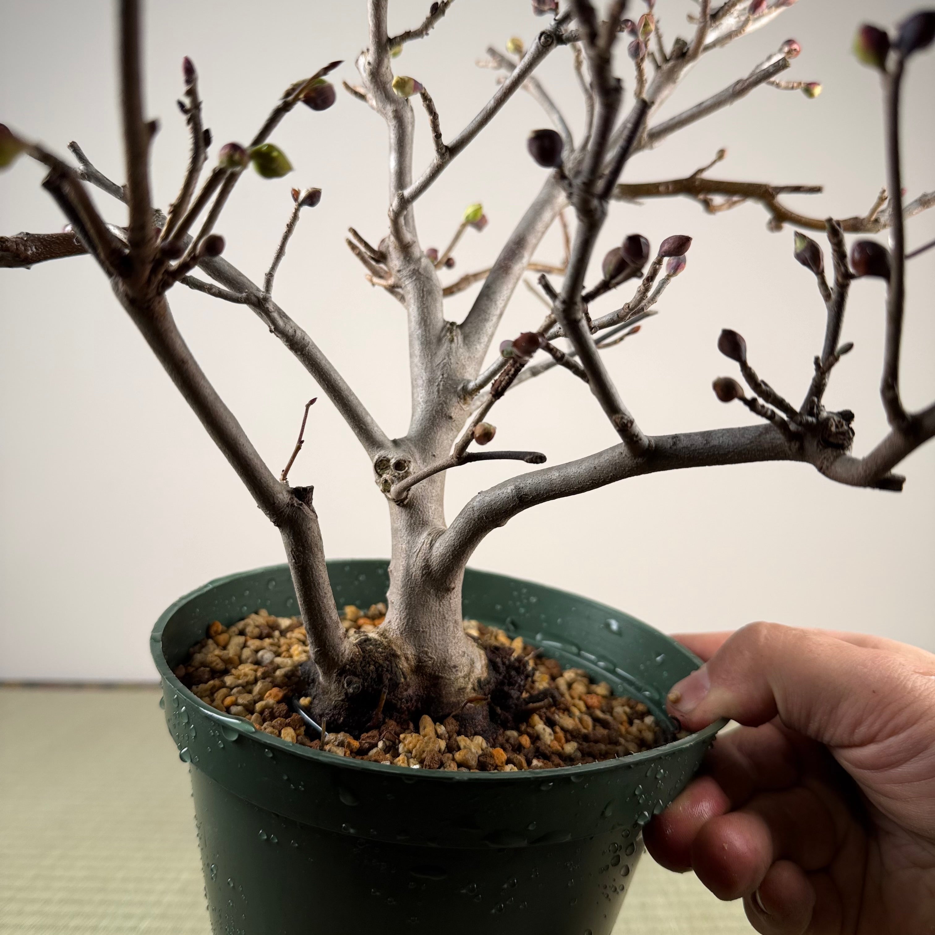 Corylopsis spicata