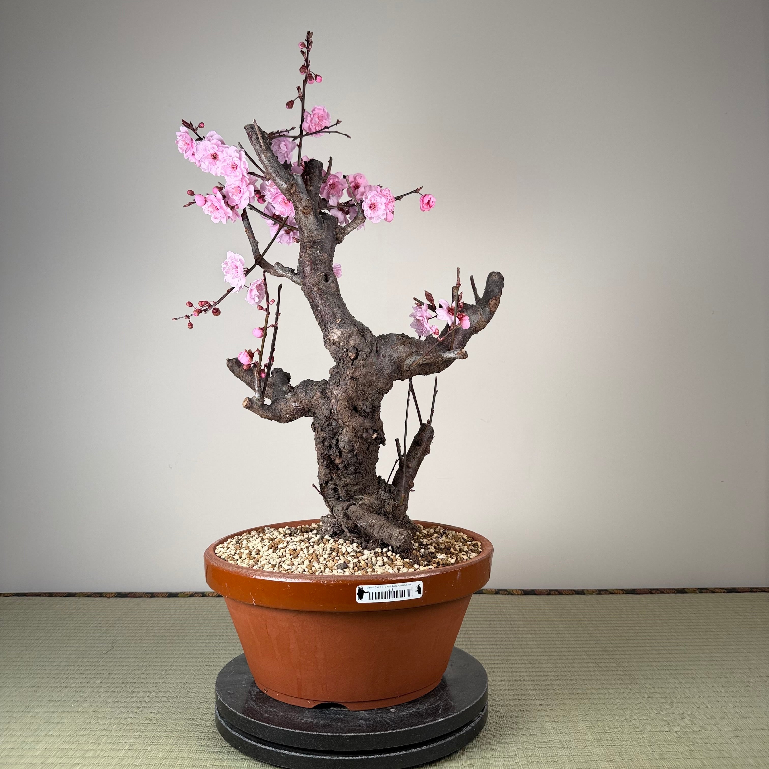 Prunus mume 'Měirén méi'