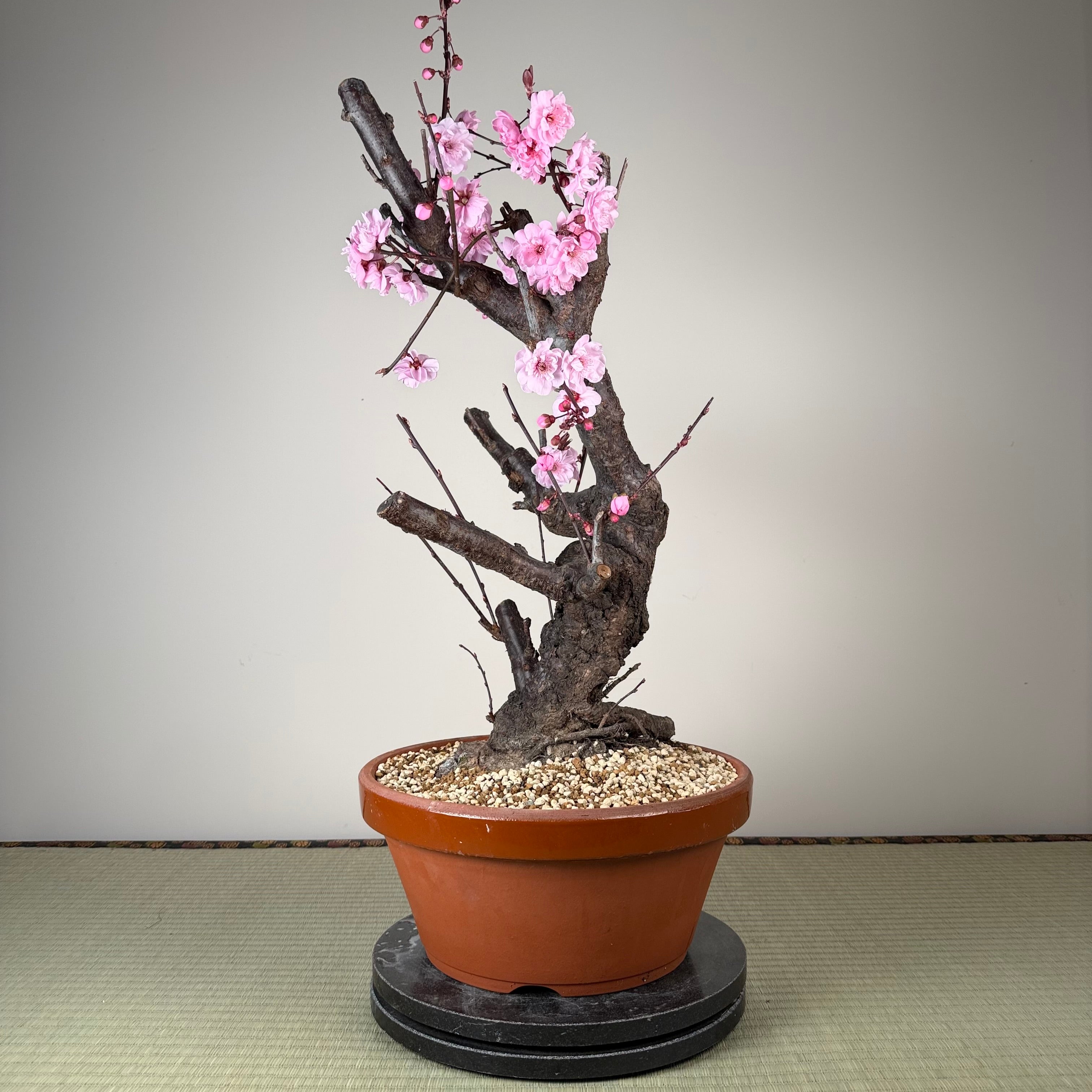 Prunus mume 'Měirén méi'