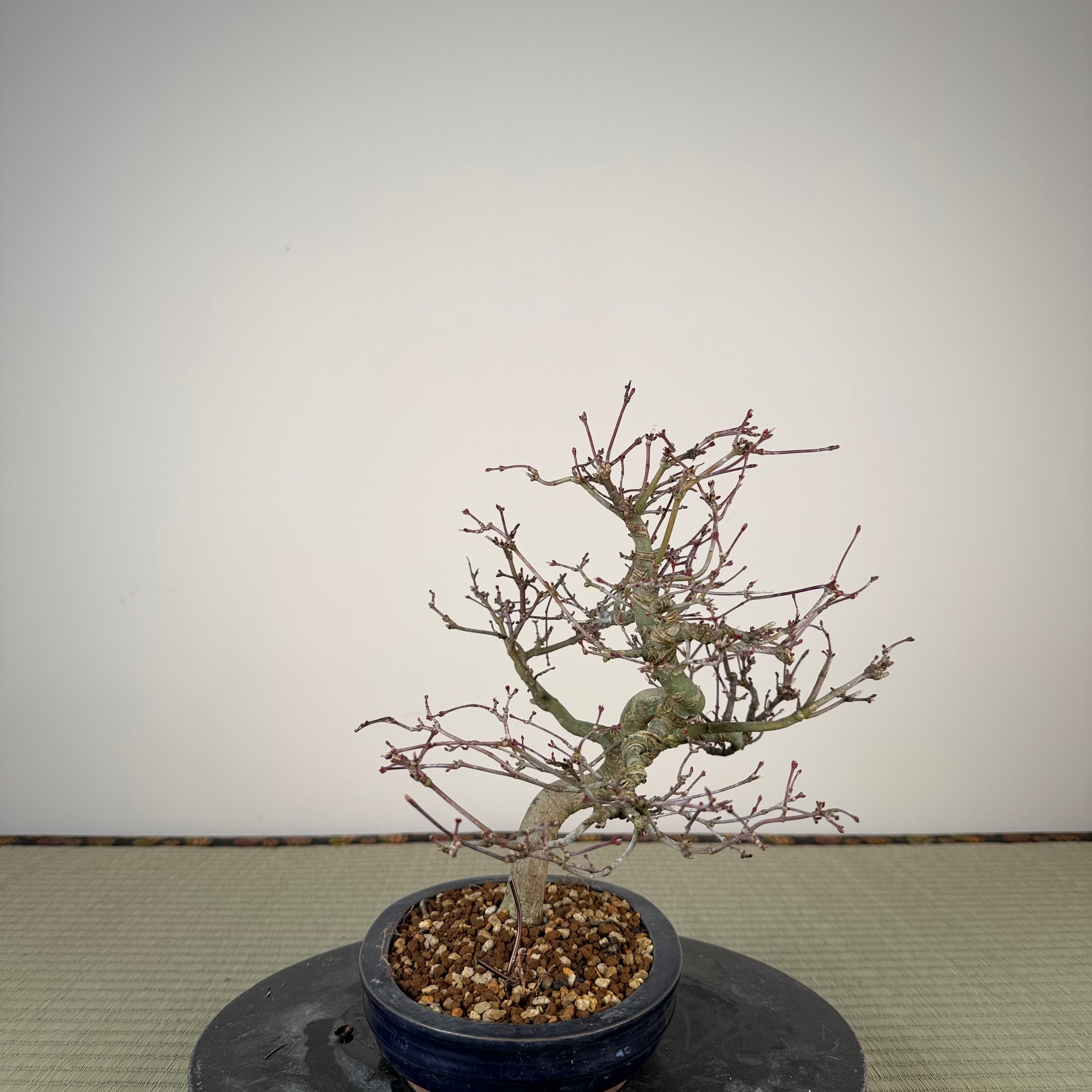 Acer palmatum 'Nagaragawa'