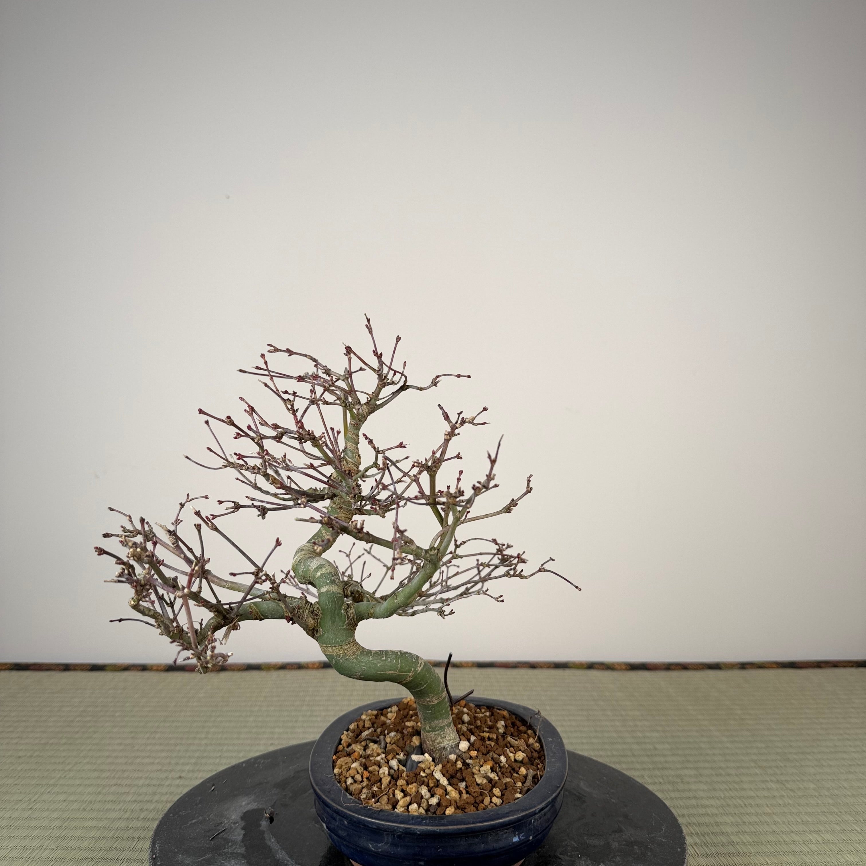 Acer palmatum 'Nagaragawa'