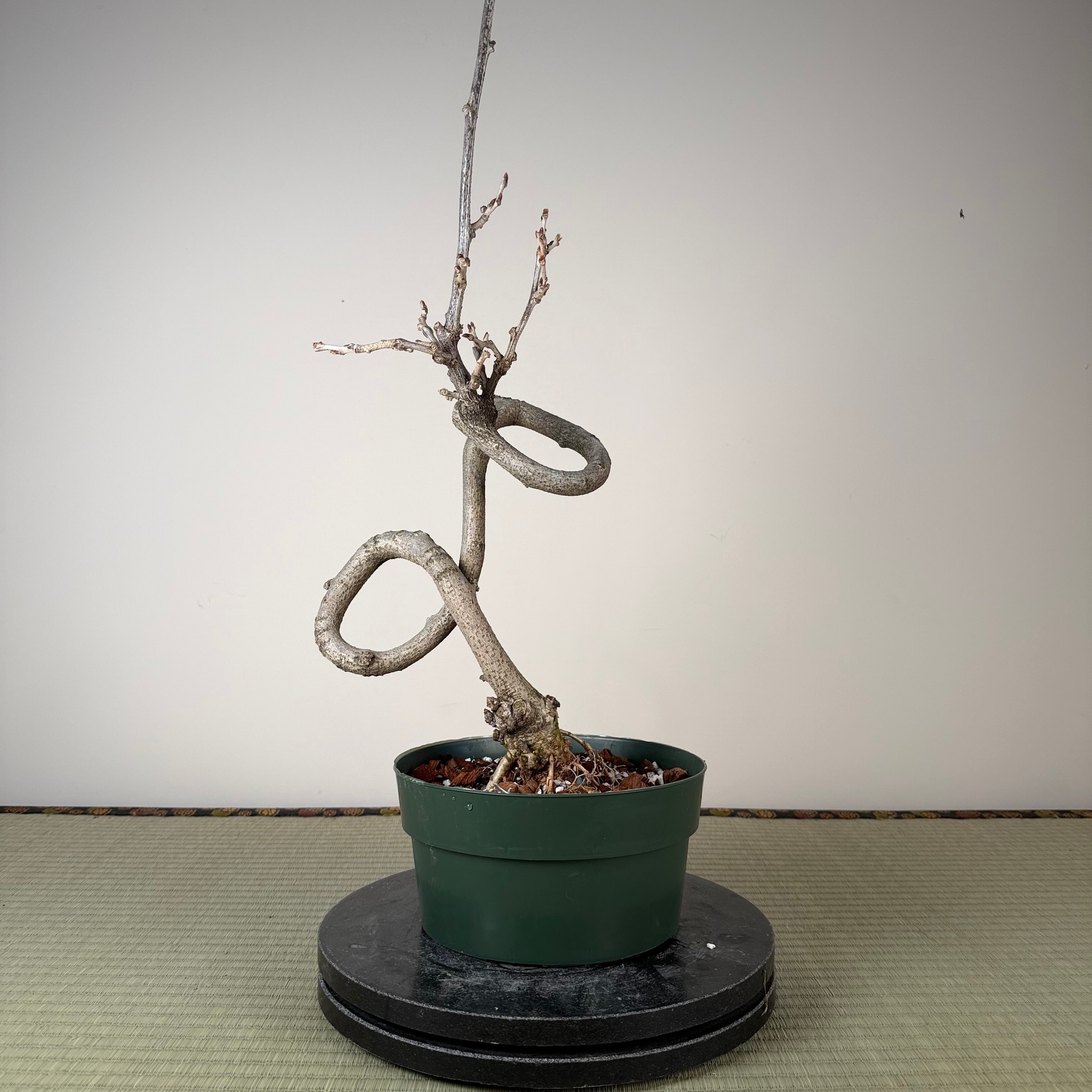 Glycine floribunda