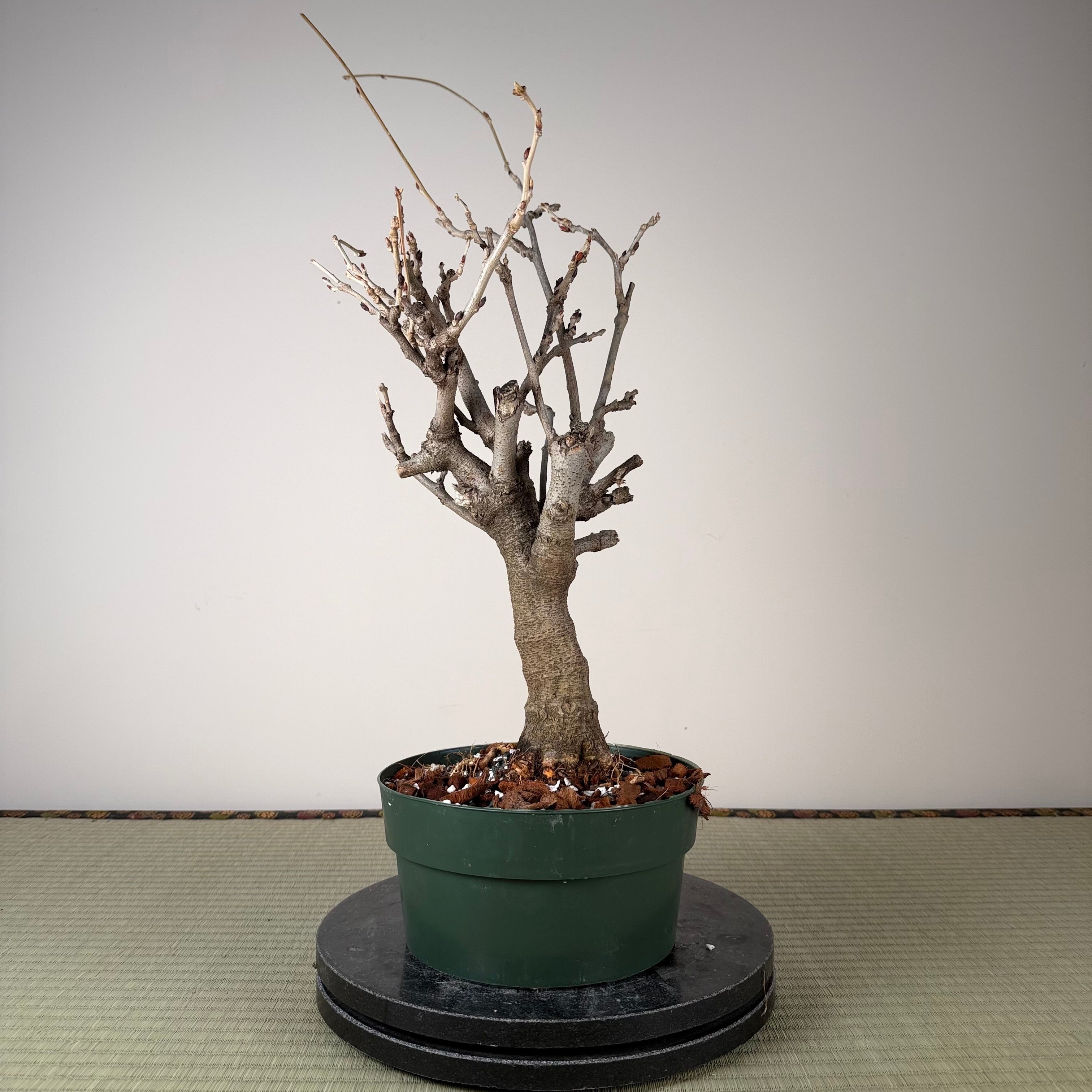 Glycine floribunda