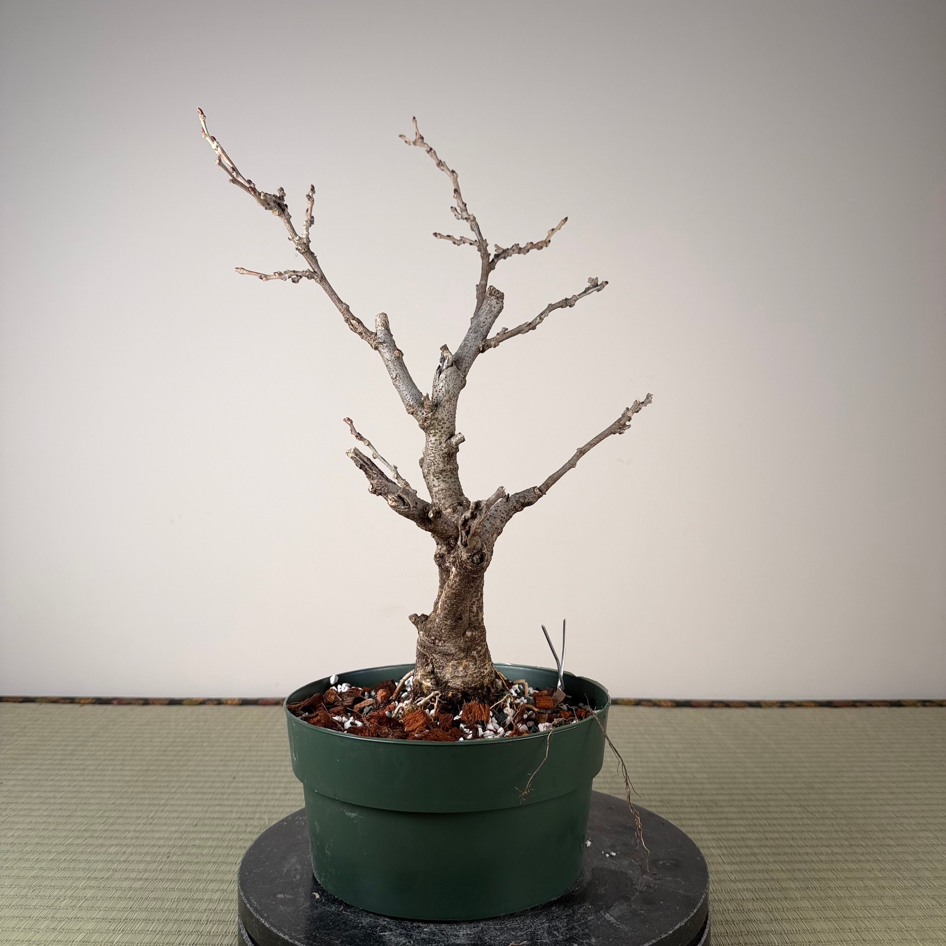 Glycine floribunda