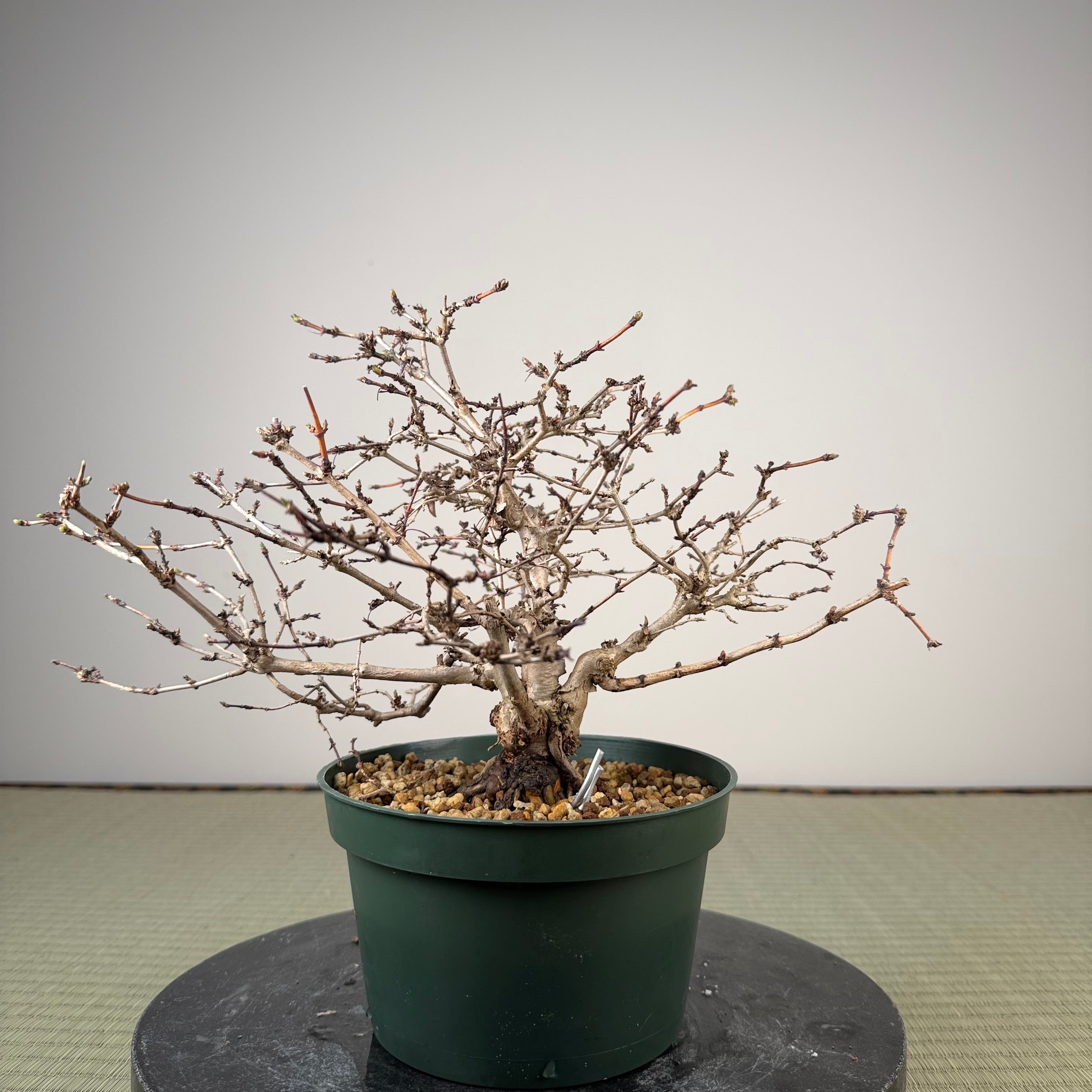 Lonicera gracilipes
