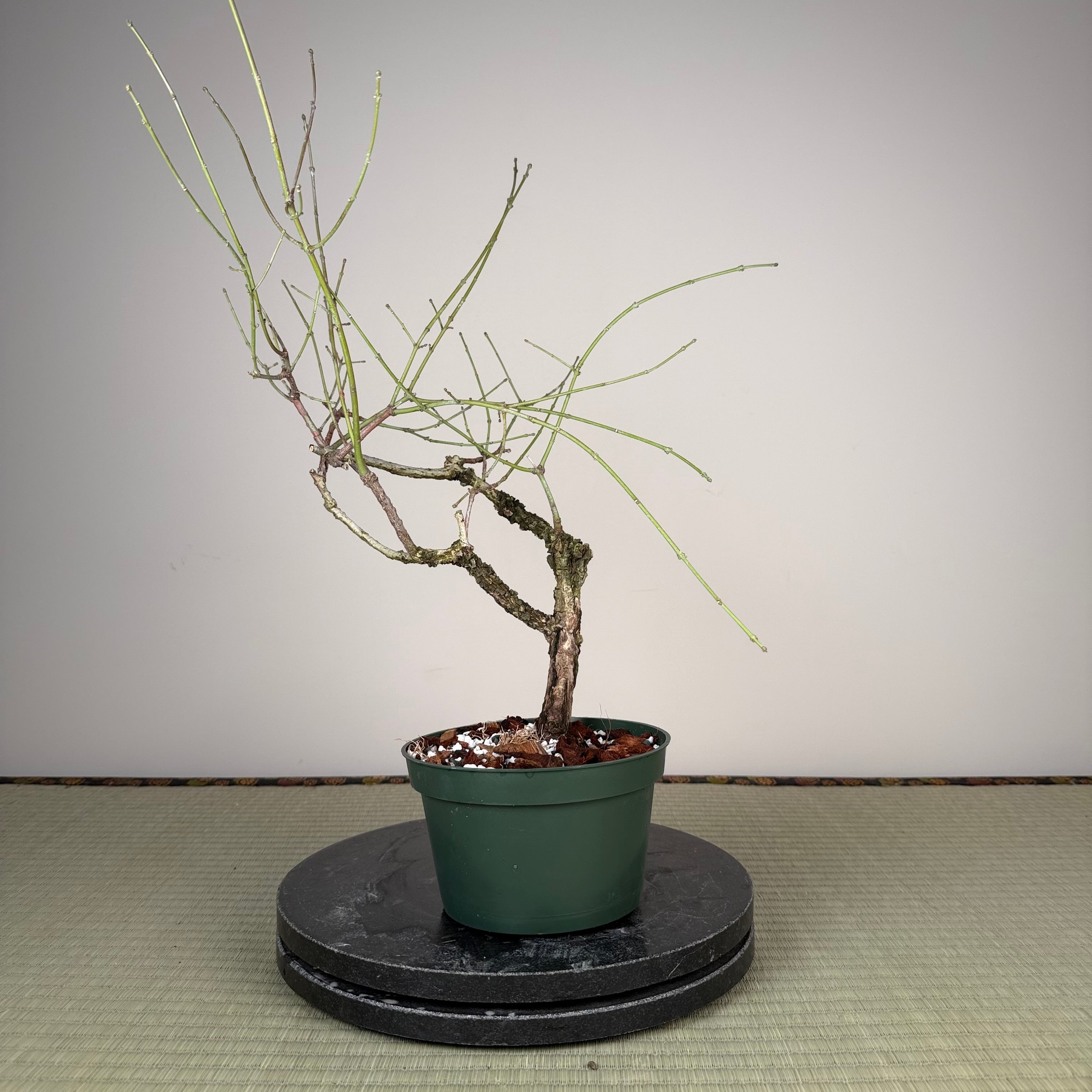Fusain (variété à écorce rugueuse)
