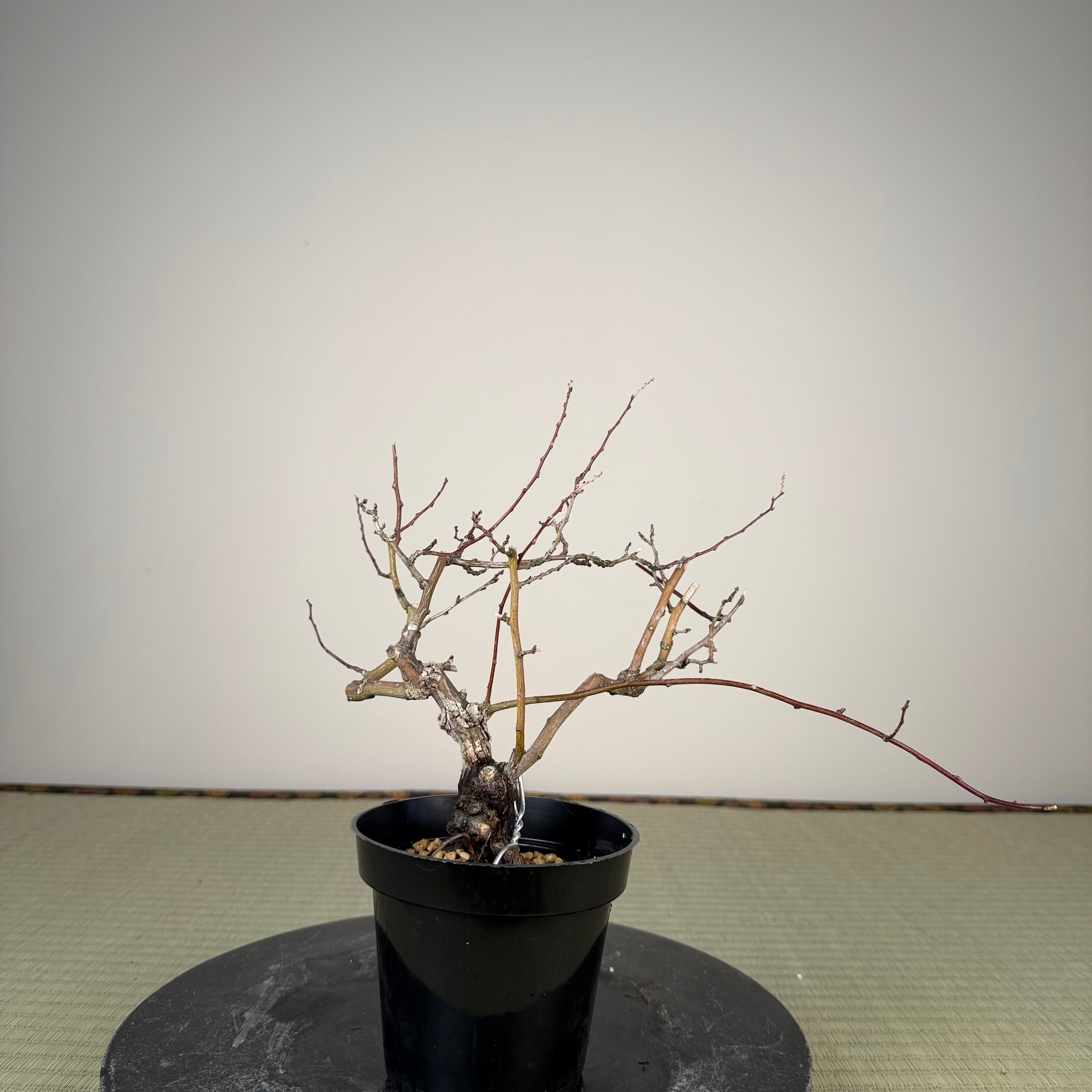 Berchemia racemosa