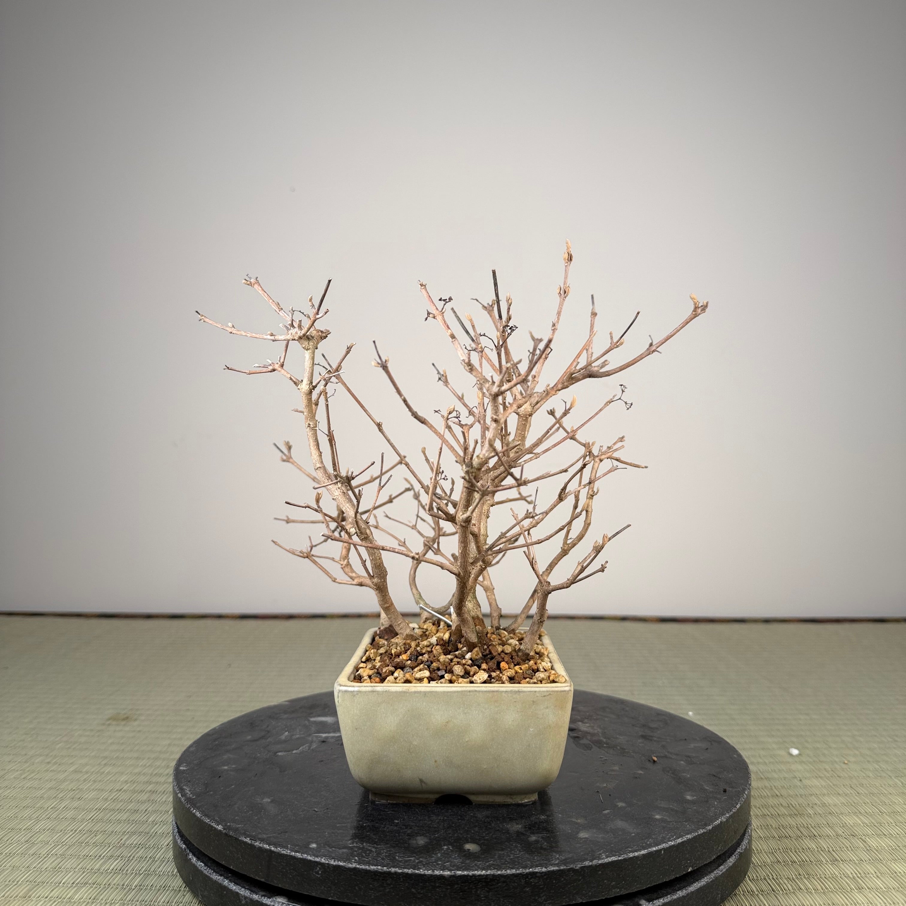 Callicarpa japonica