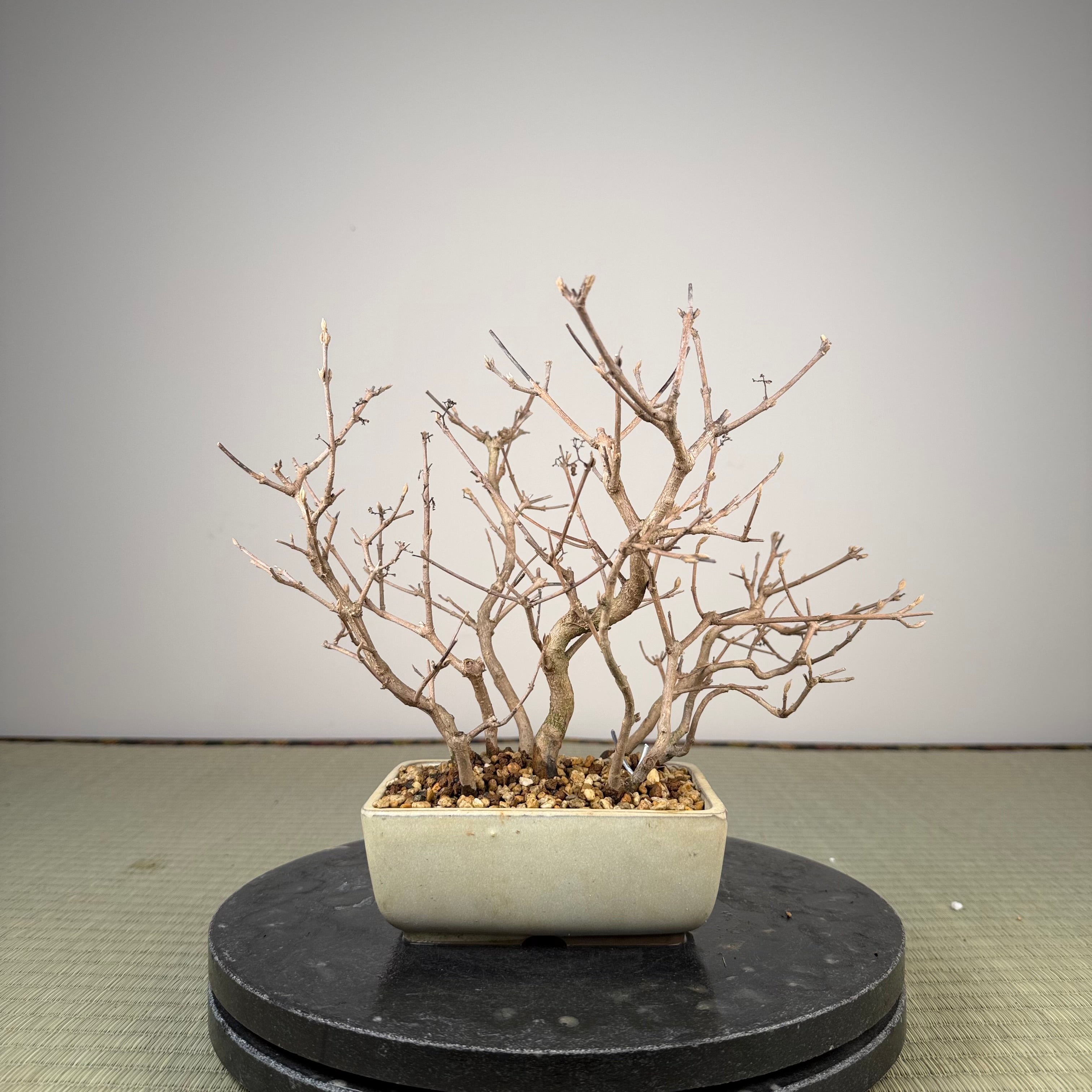 Callicarpa japonica