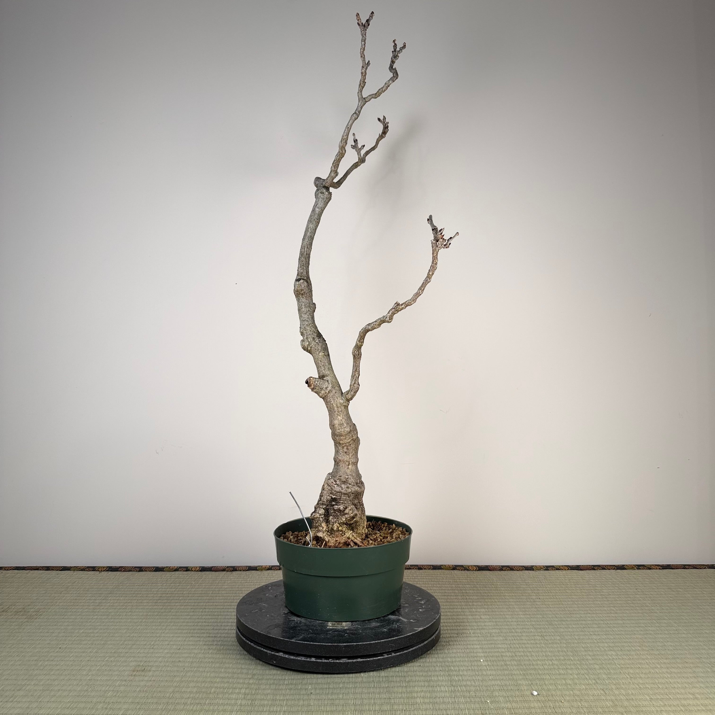 Glycine floribunda