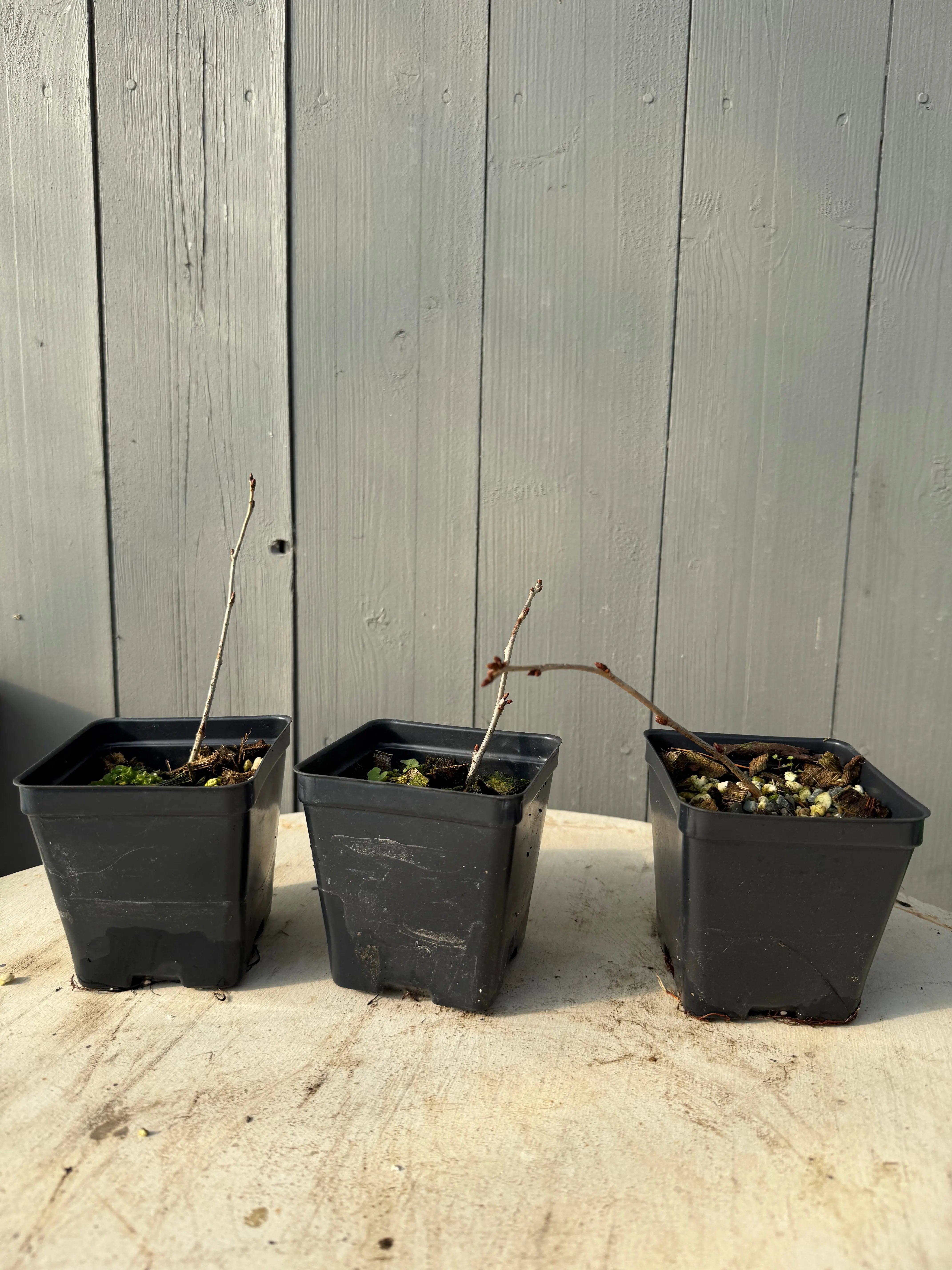 Prunus nipponica var. kurilensis Canada Bonsai