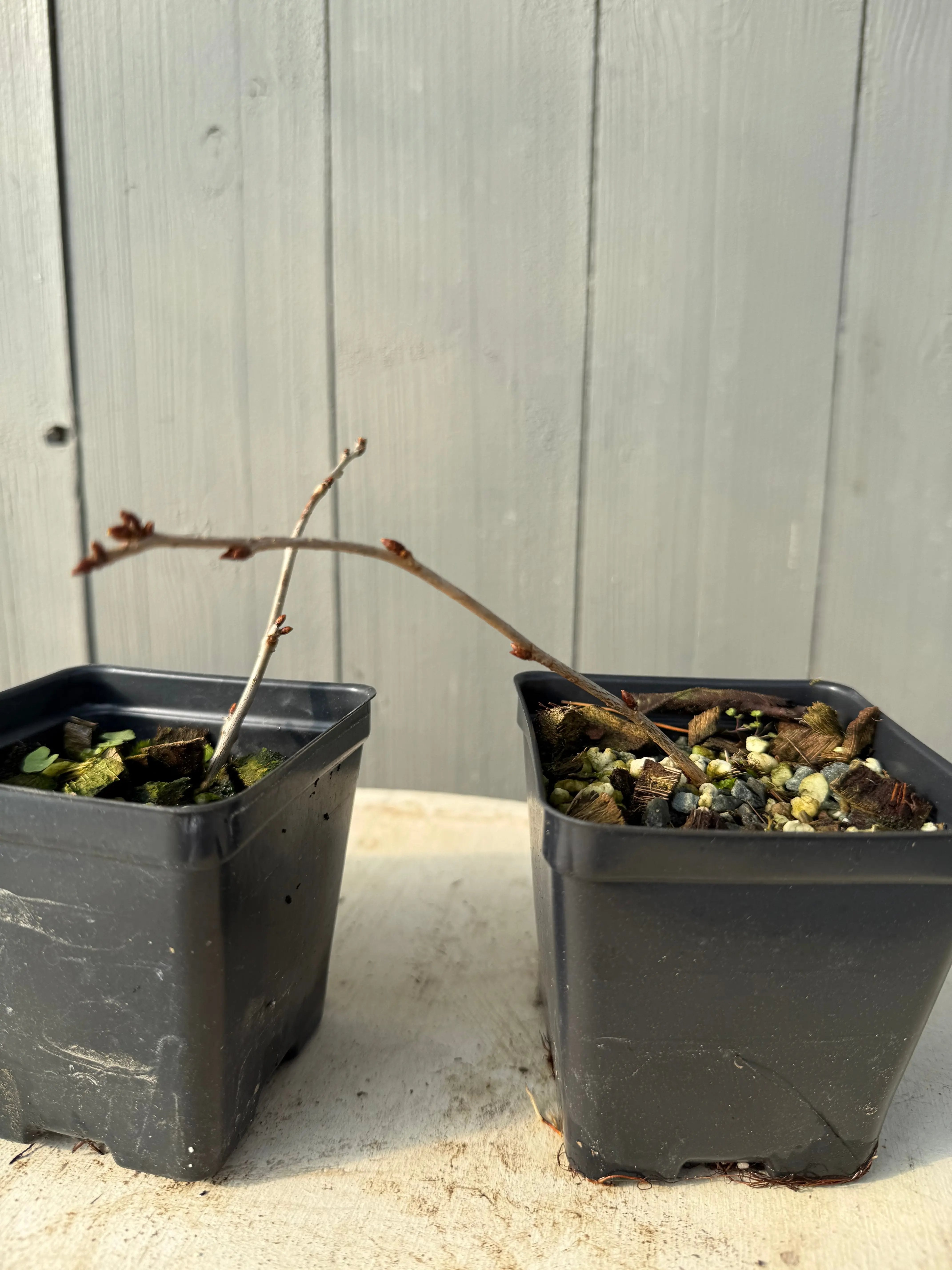 Prunus nipponica var. kurilensis Canada Bonsai