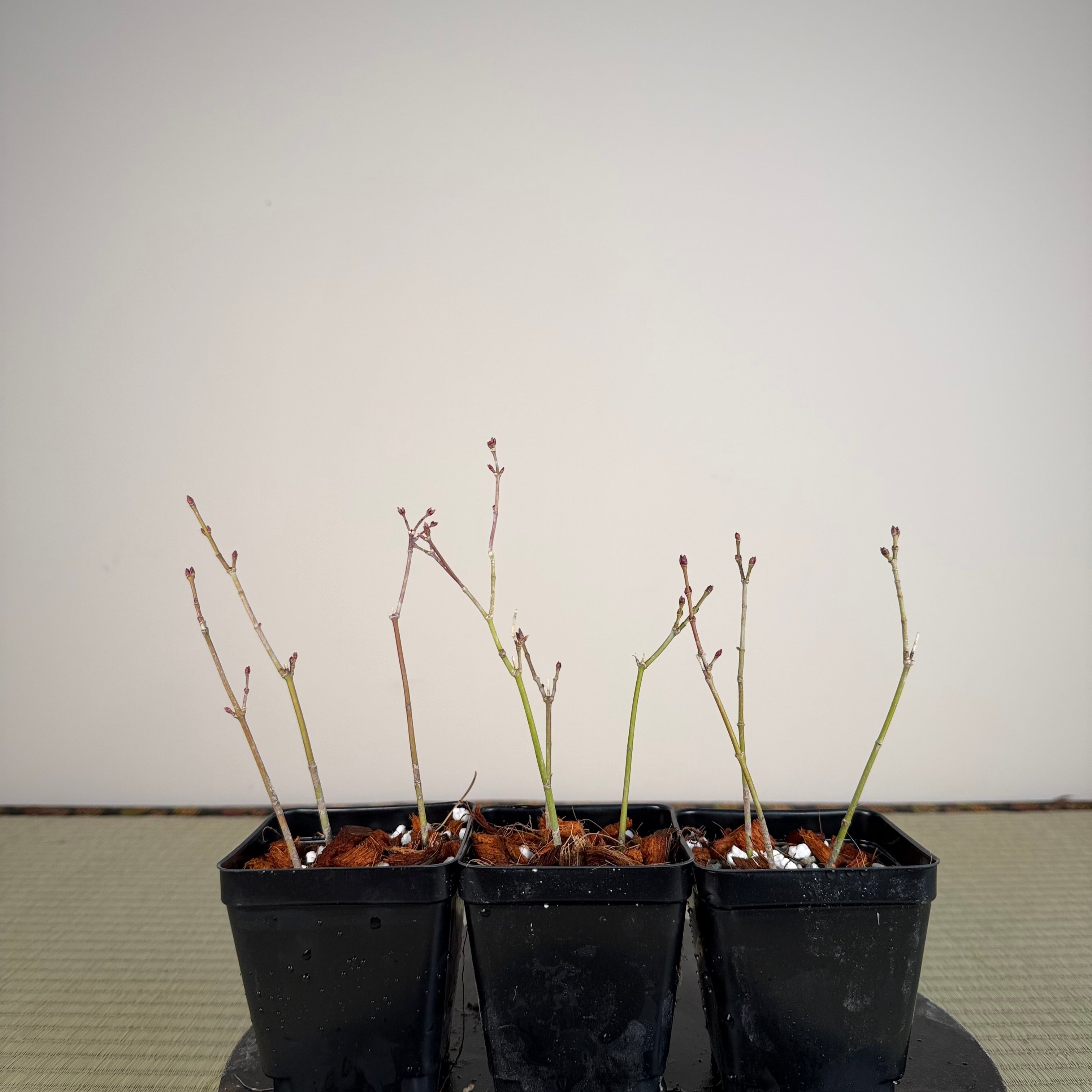 Acer palmatum 'Emerald Lace' (3 units per pot)
