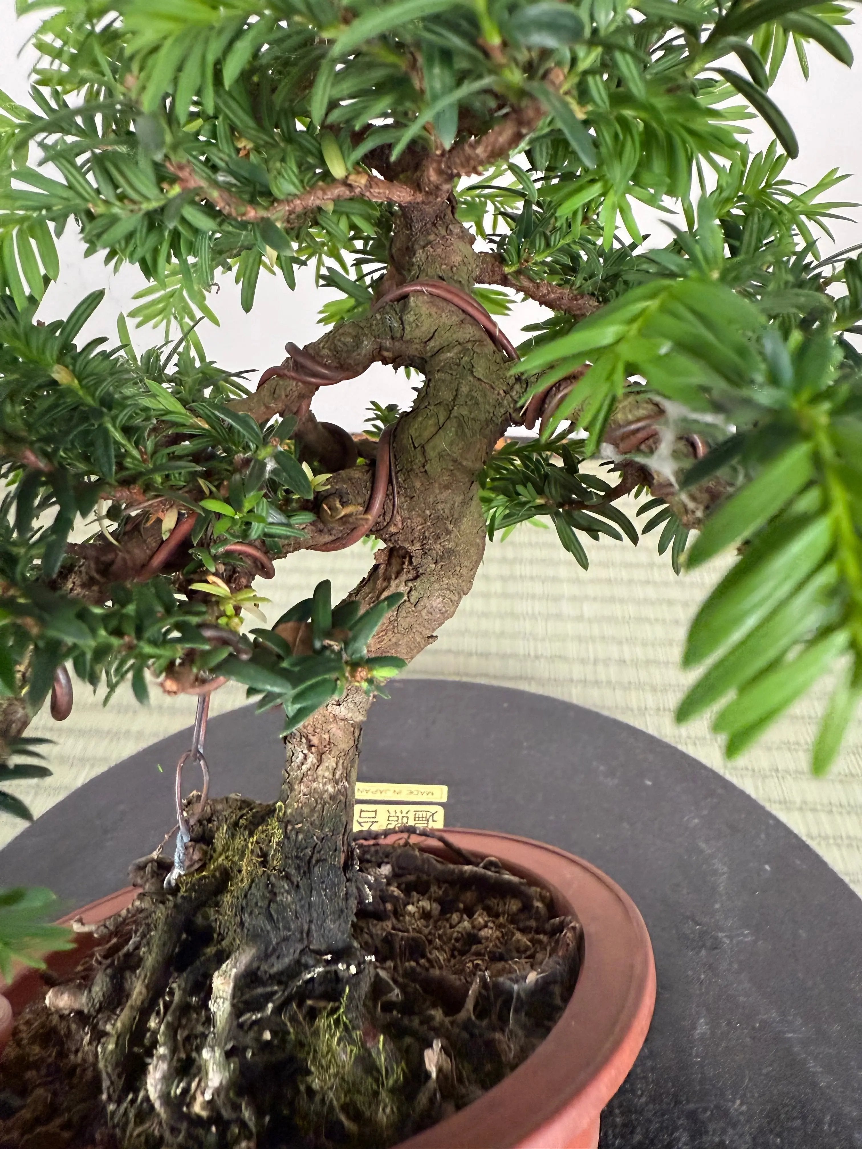 Taxus Canada Bonsai