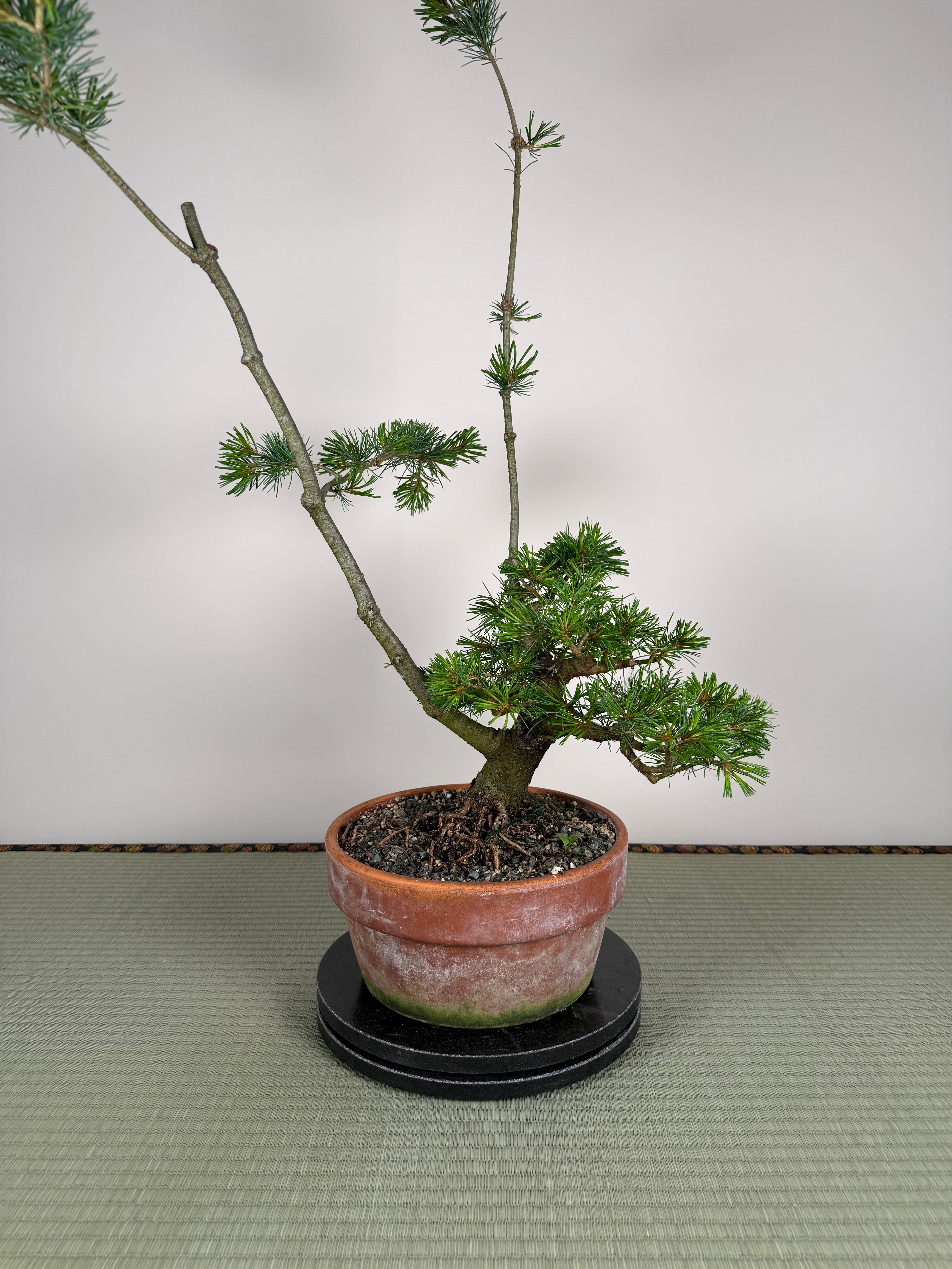 Pinus parviflora