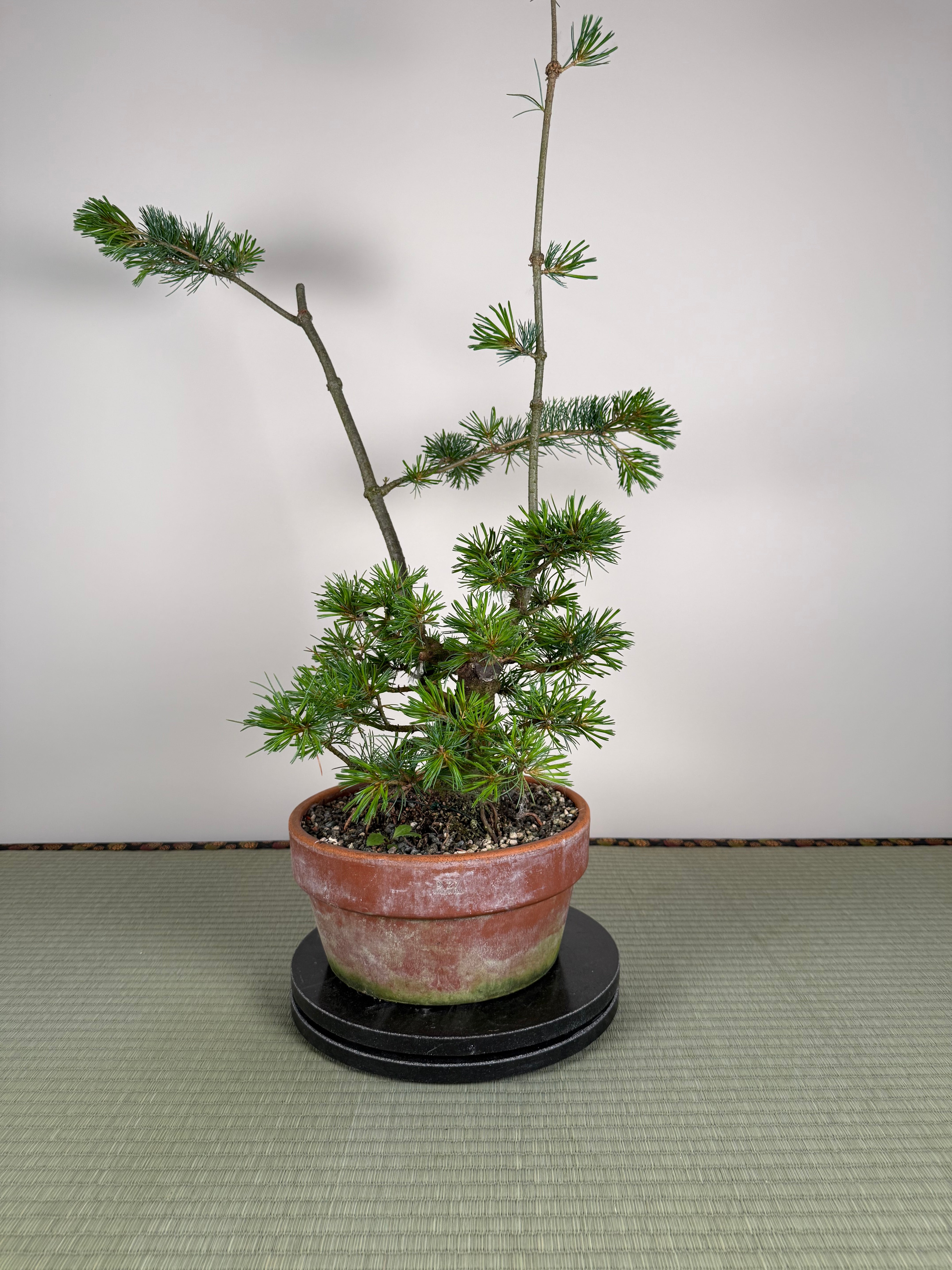 Pinus parviflora