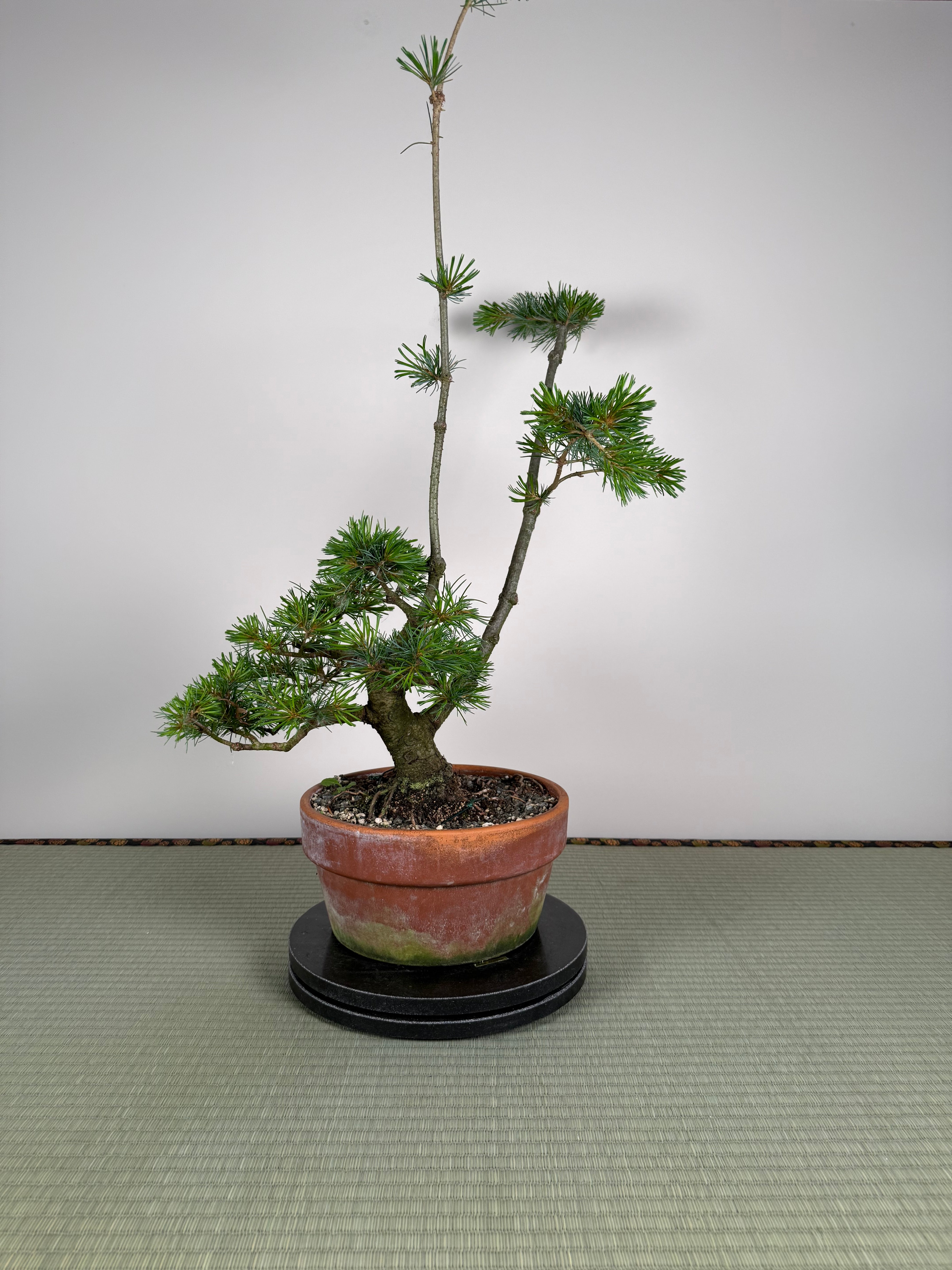 Pinus parviflora