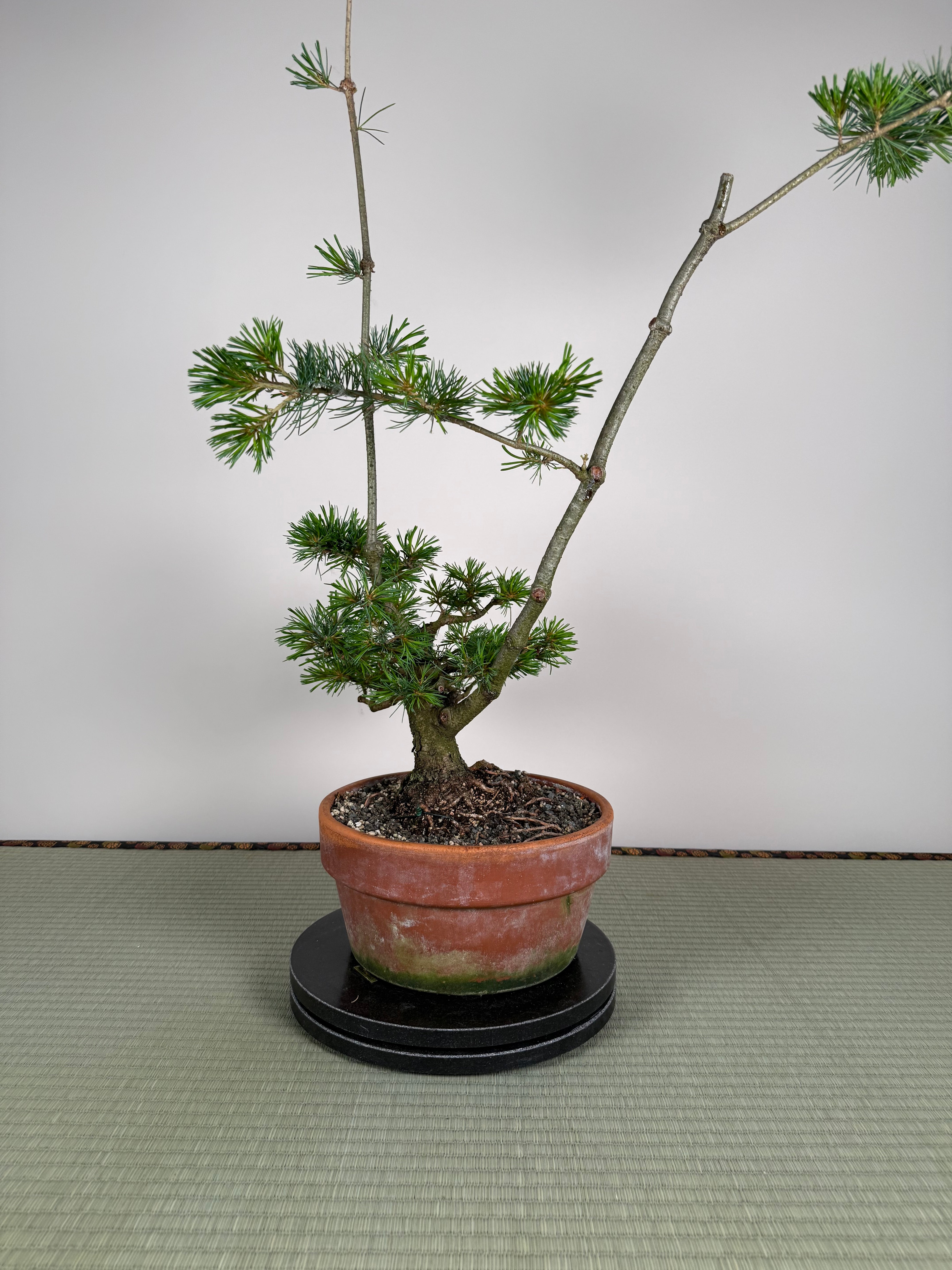 Pinus parviflora