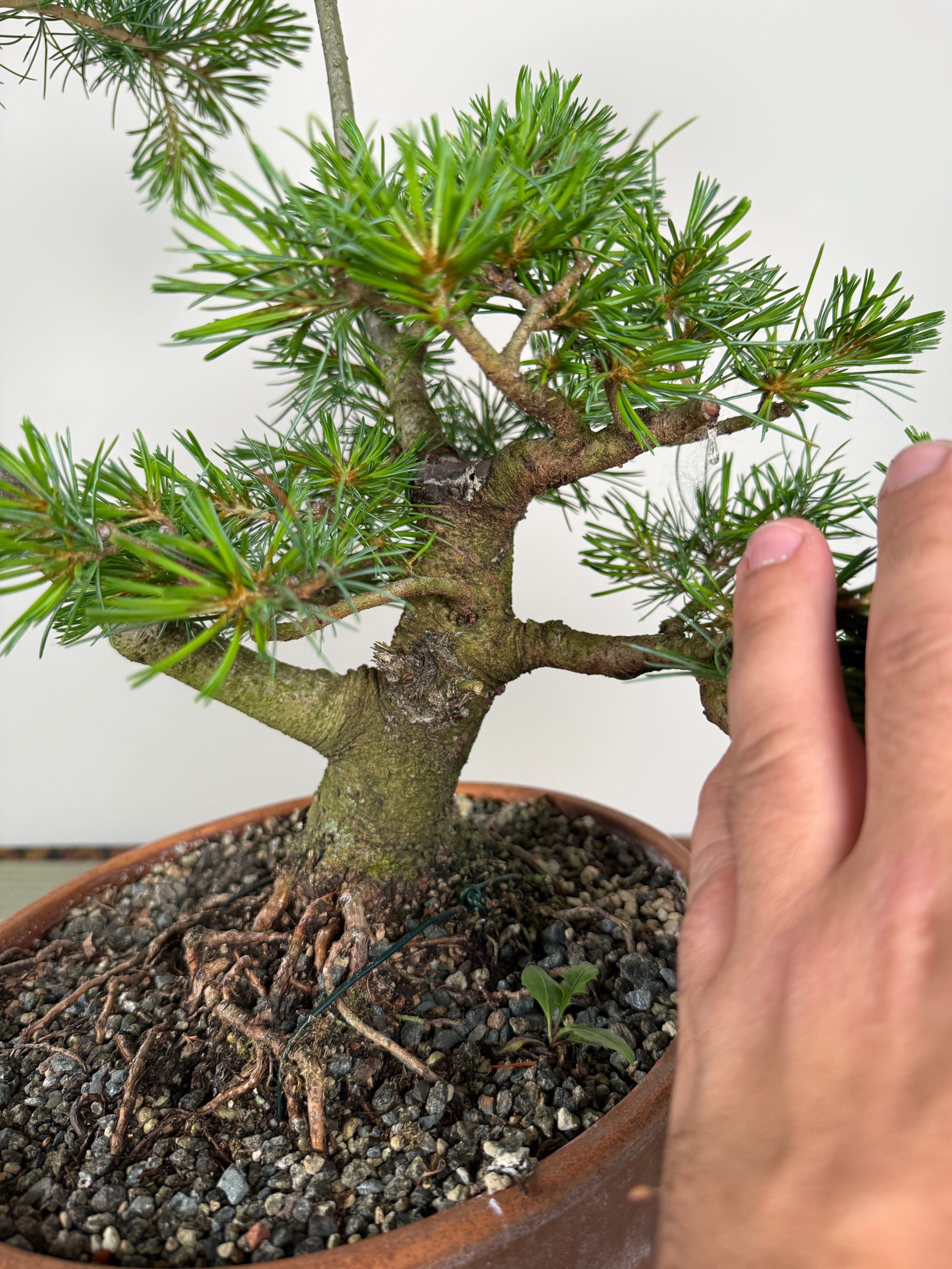 Pinus parviflora