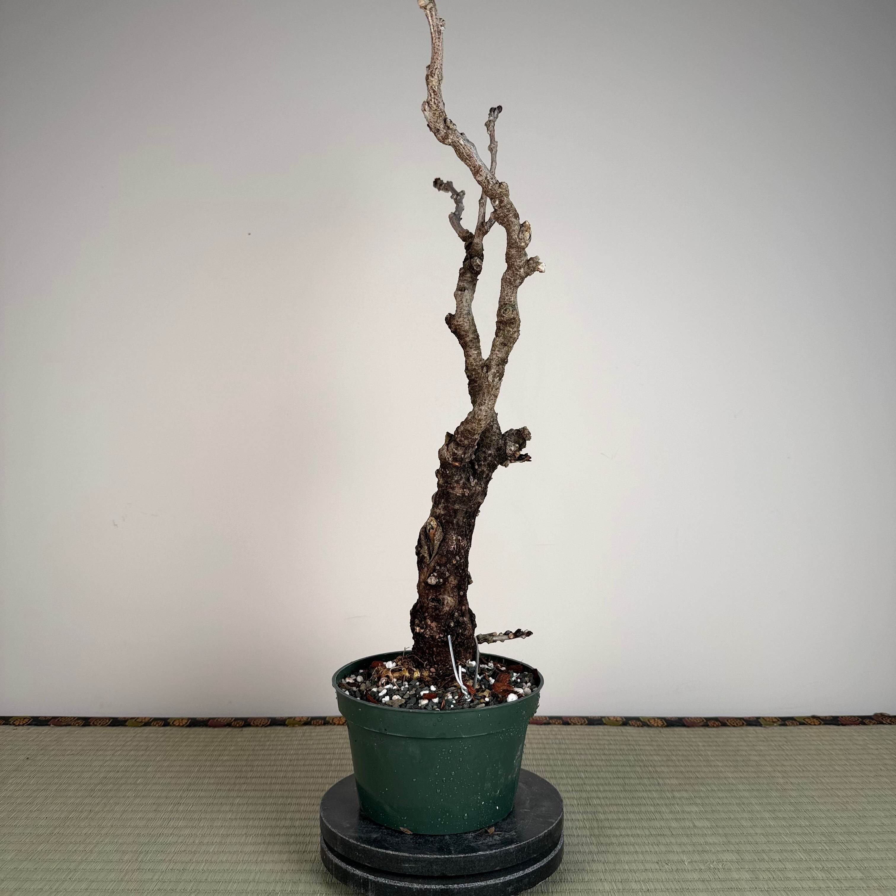 Wisteria floribunda