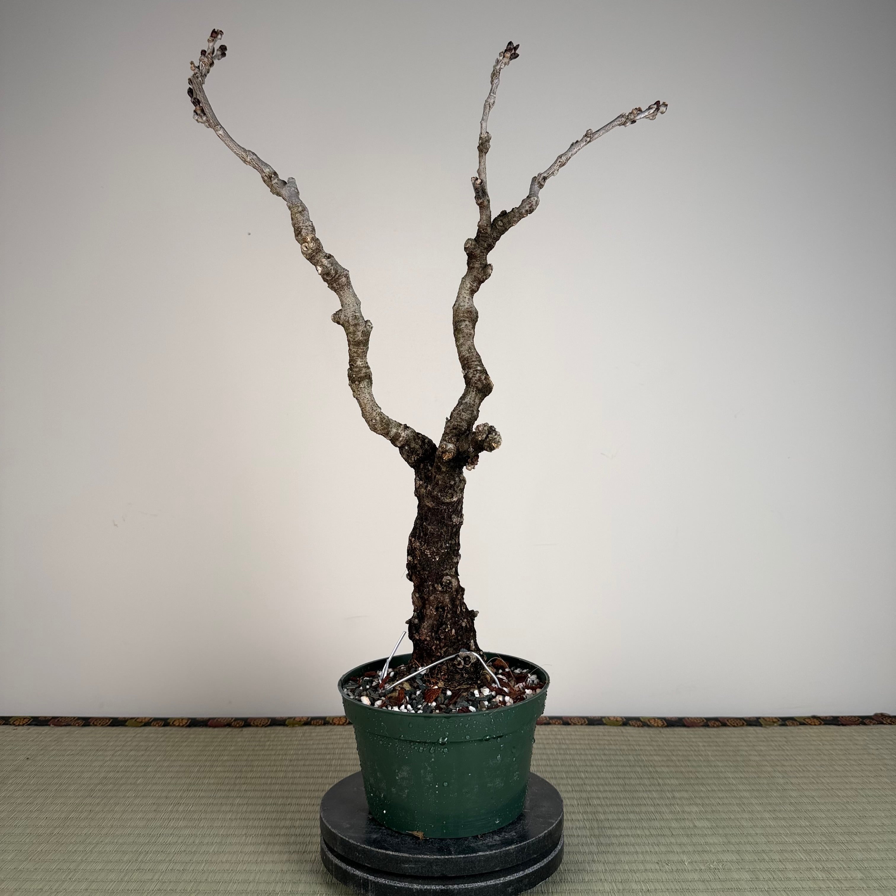 Wisteria floribunda