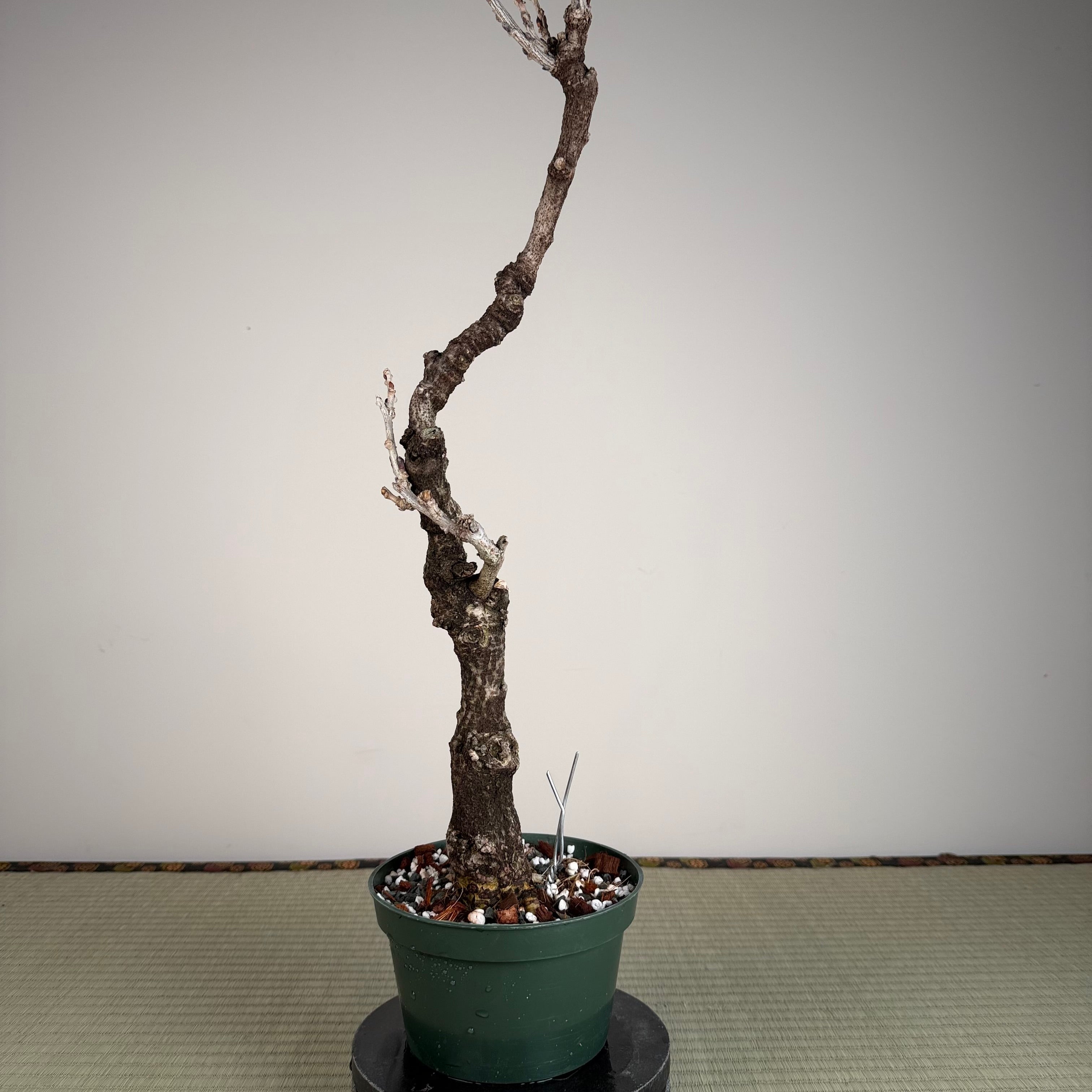 Glycine floribunda