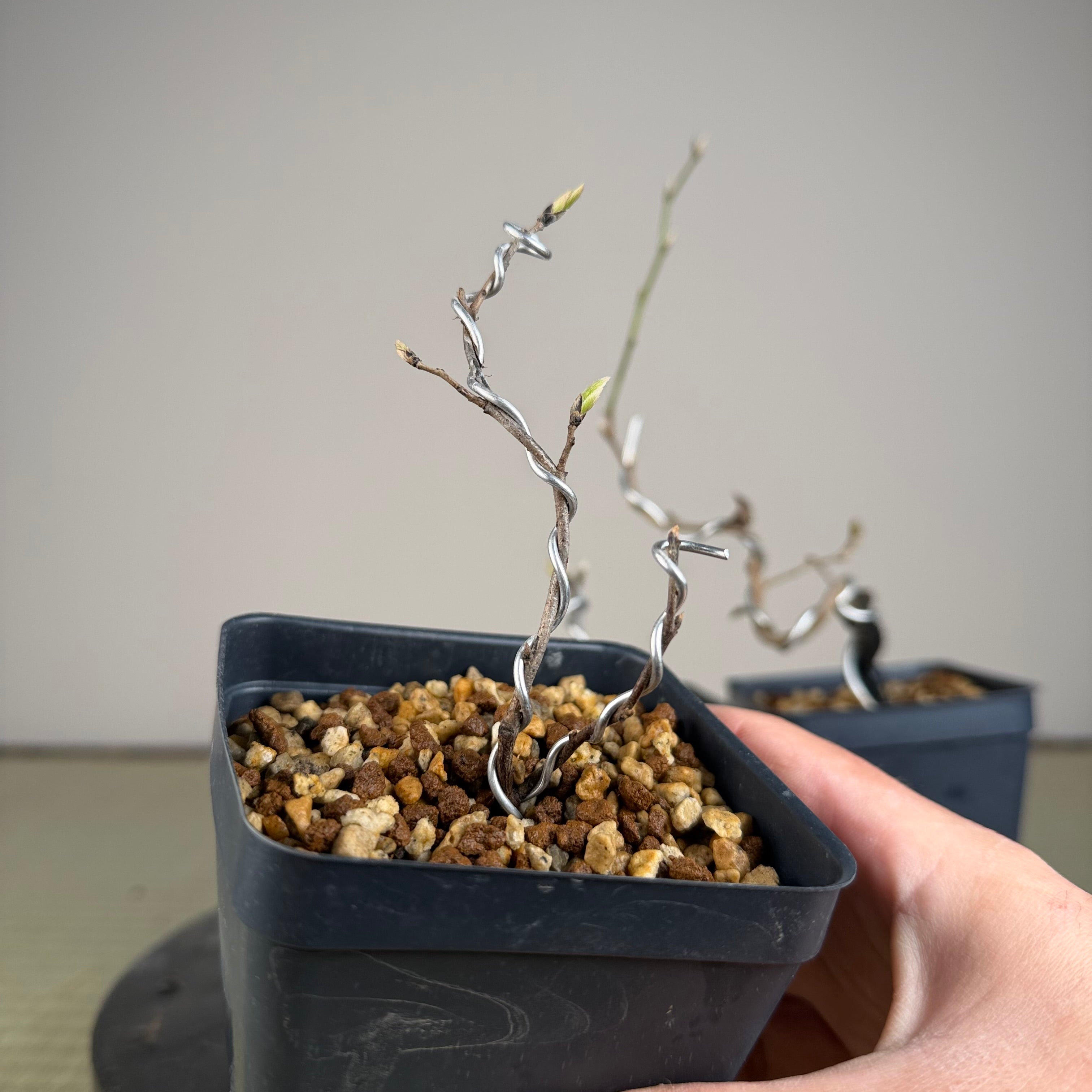 Diospyros rhombifolia (root cutting) 'Kurenai Yumeko'