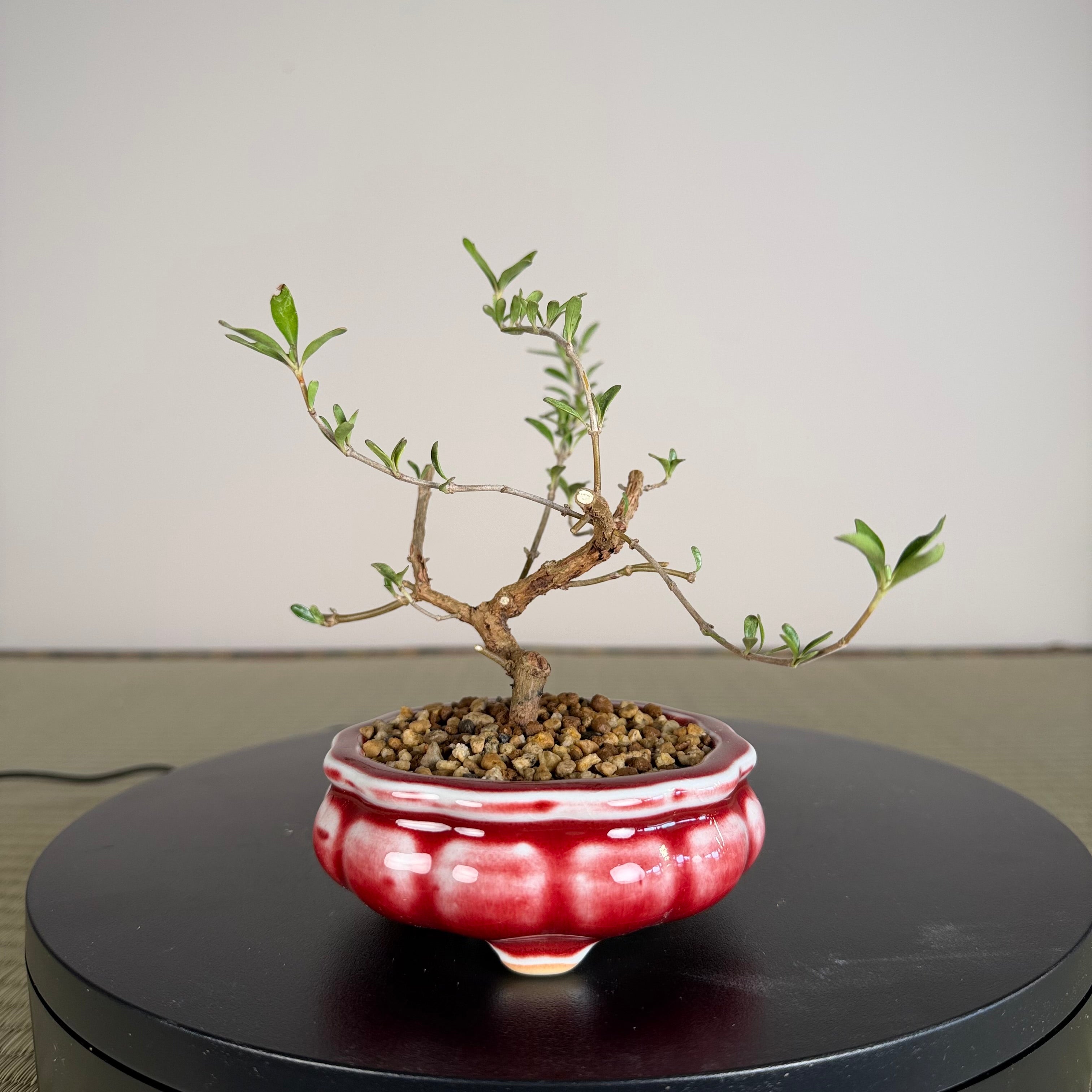 Mirror Bush