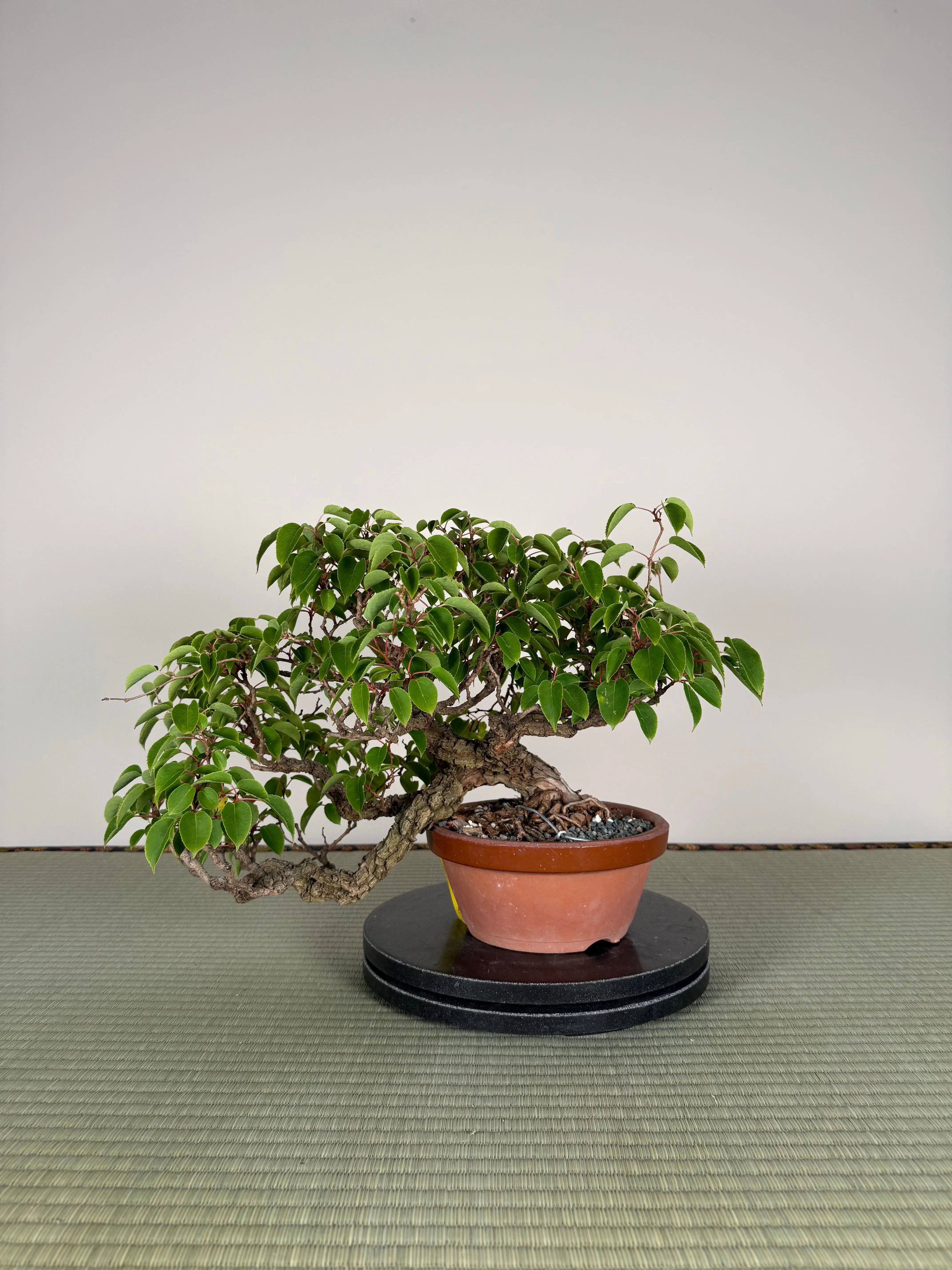 Actinidia arguta Canada Bonsai