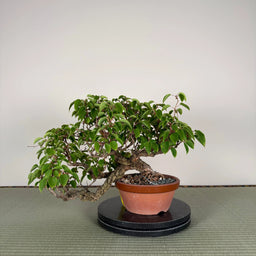 ACTINIDIA arguta
