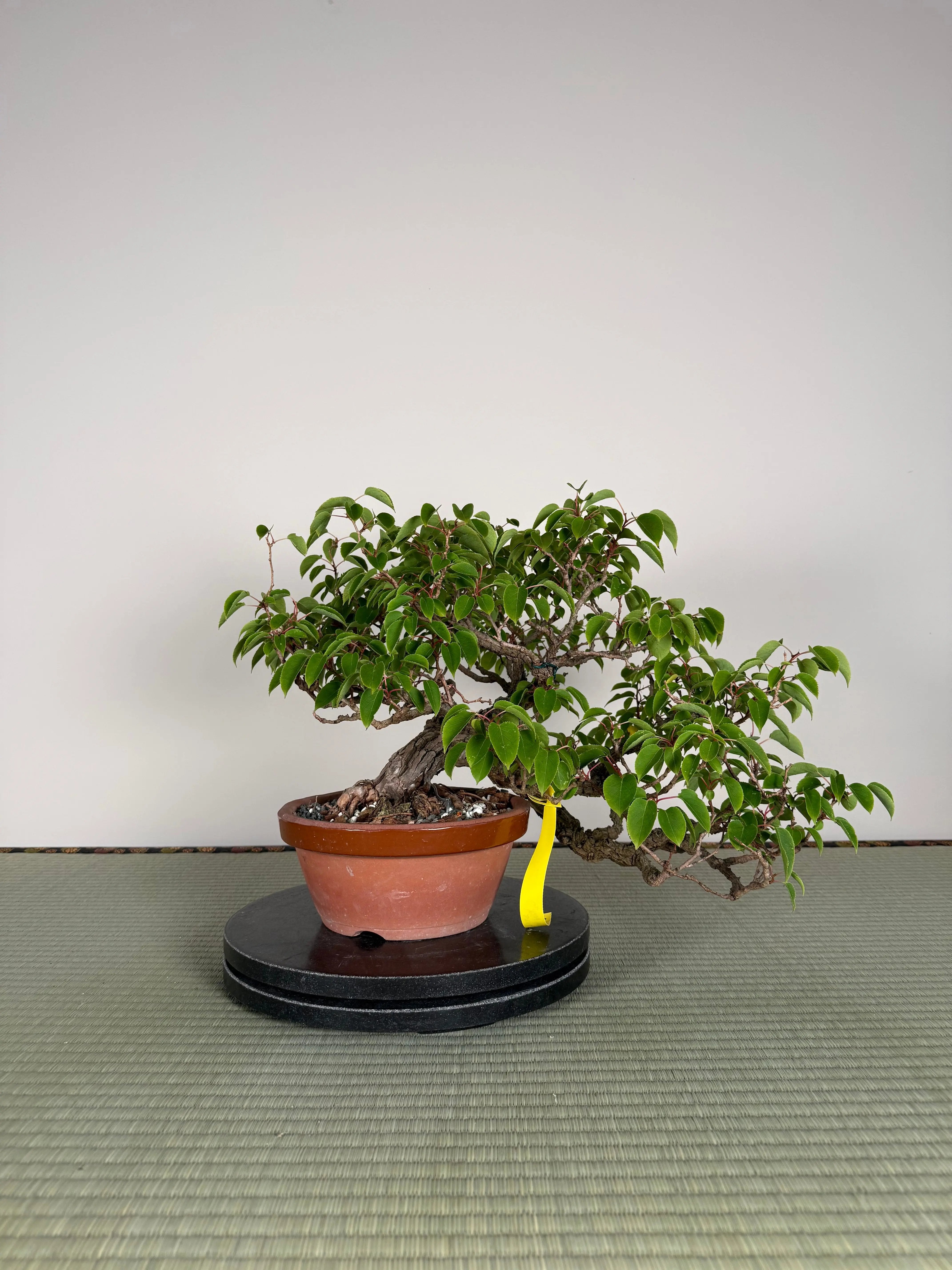 Actinidia arguta Canada Bonsai