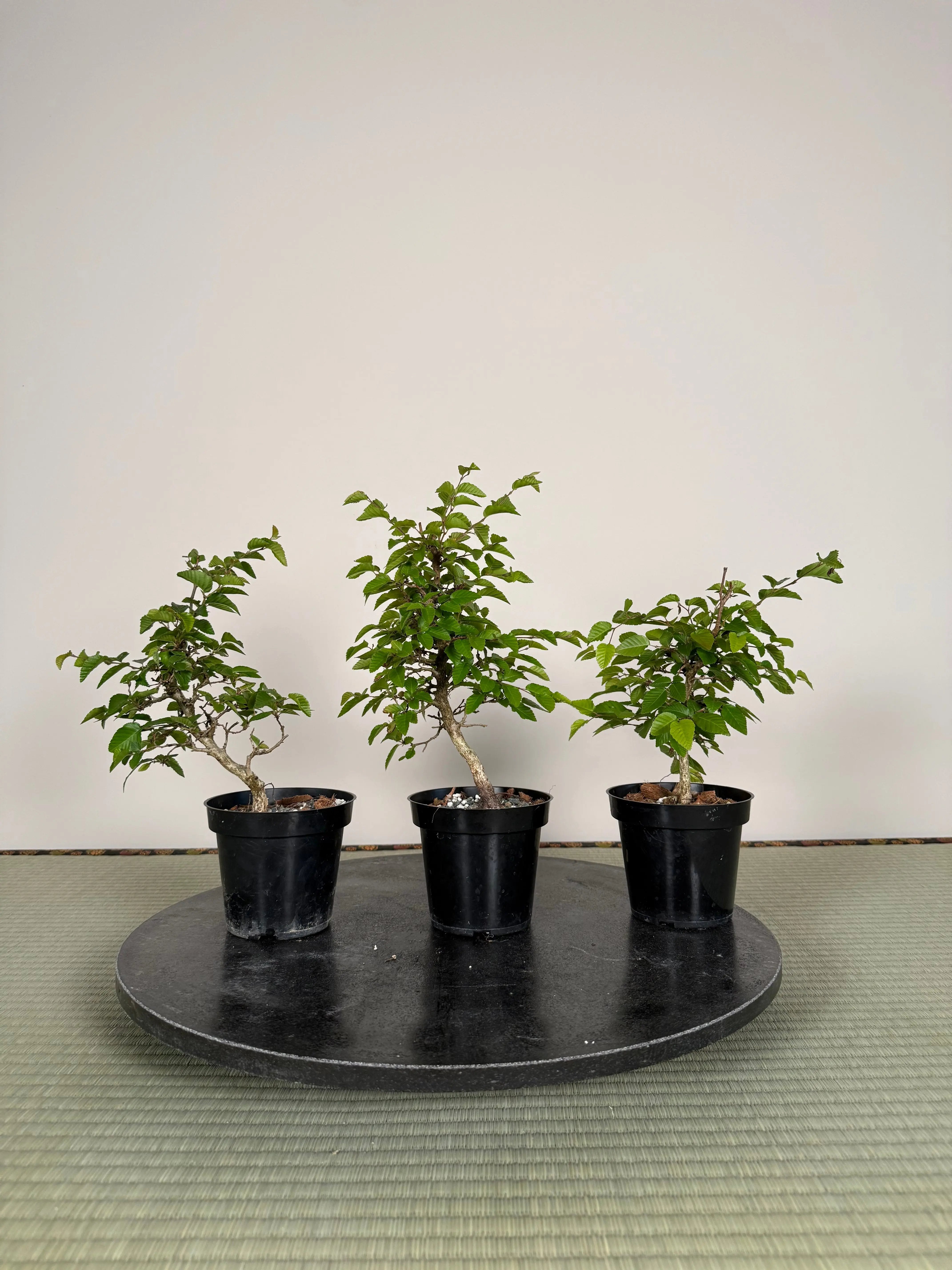 Carpinus turczaninowii Canada Bonsai