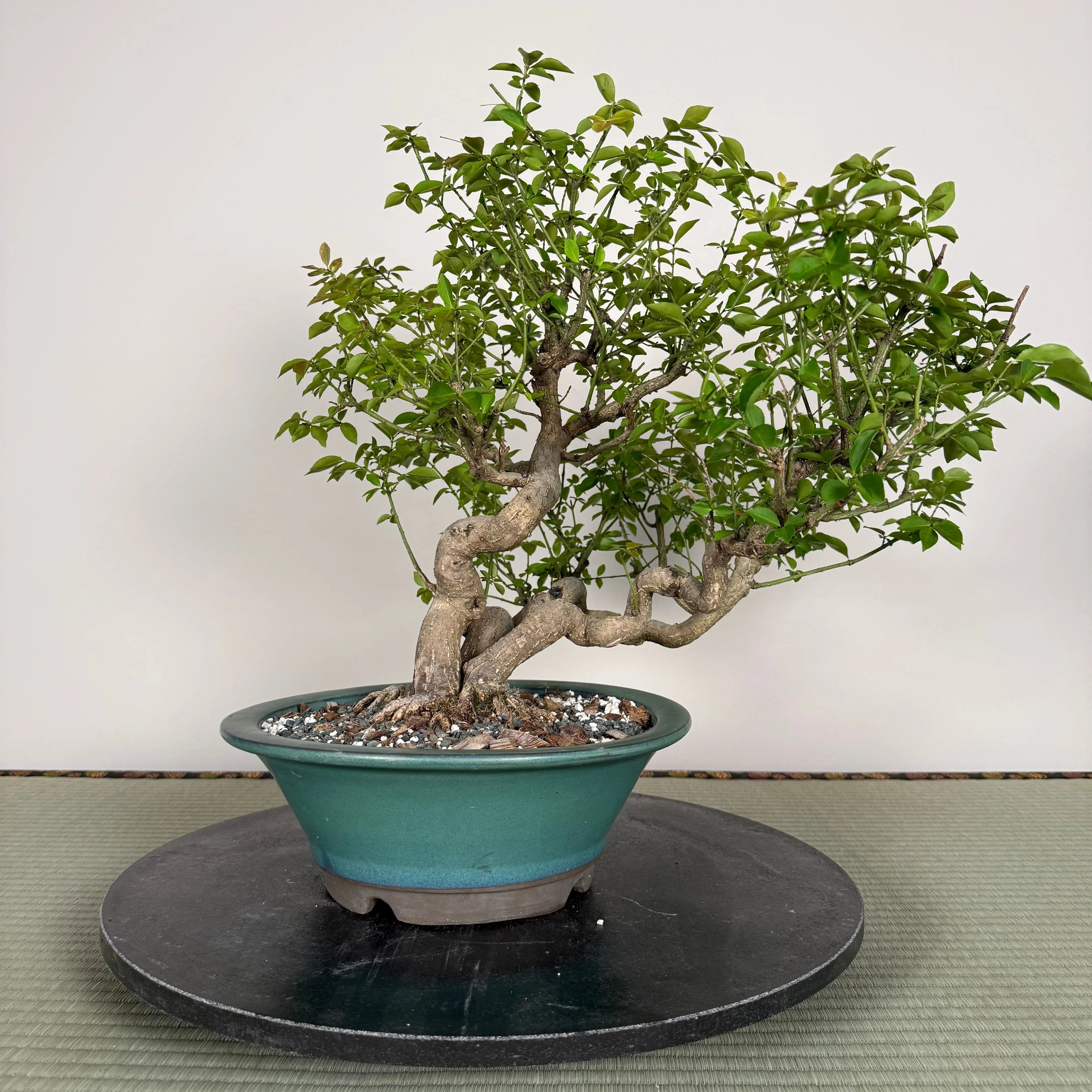 Euonymus Canada Bonsai