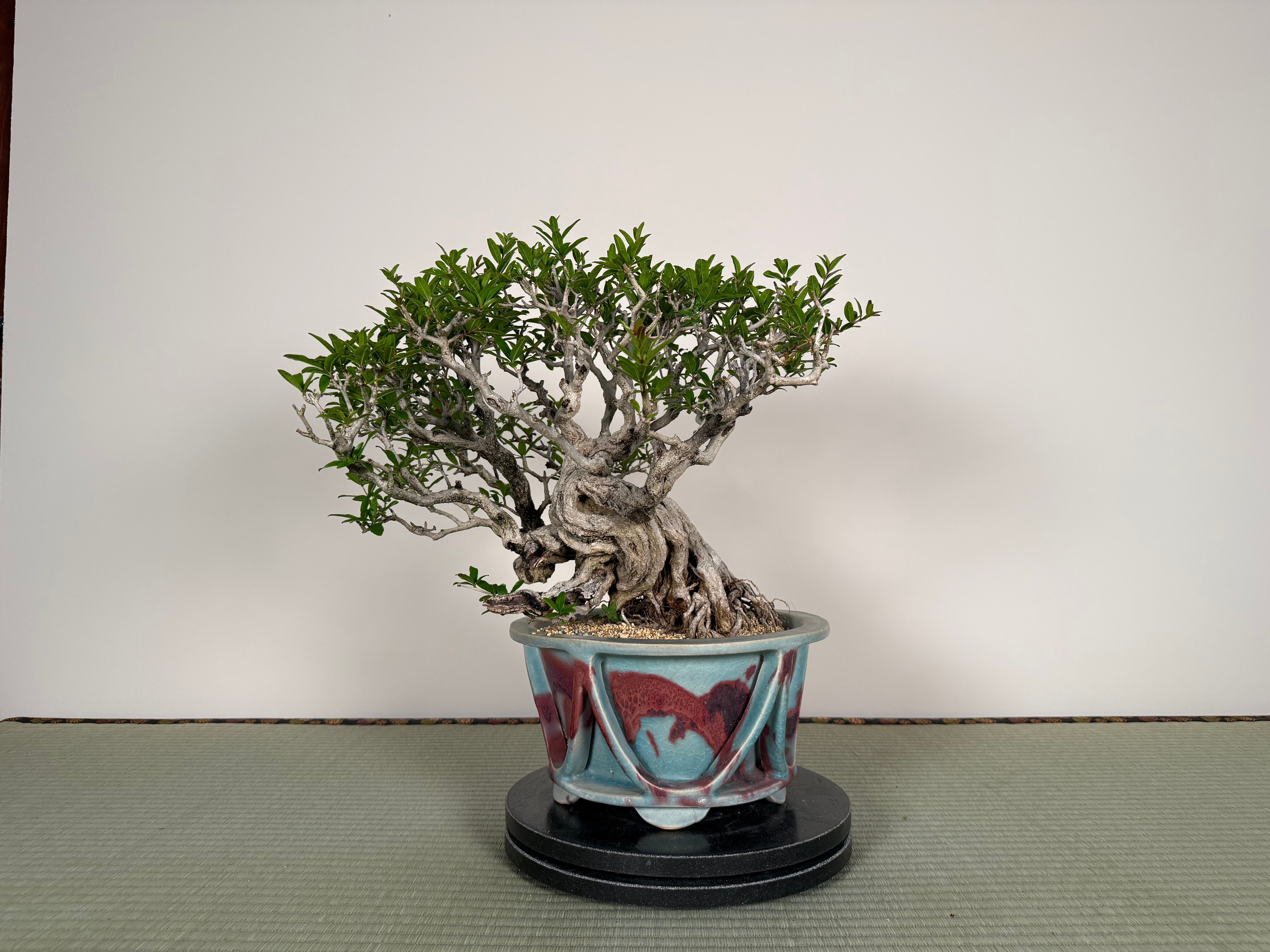 Punica granatum 25th Anniversary Gafu-ten
