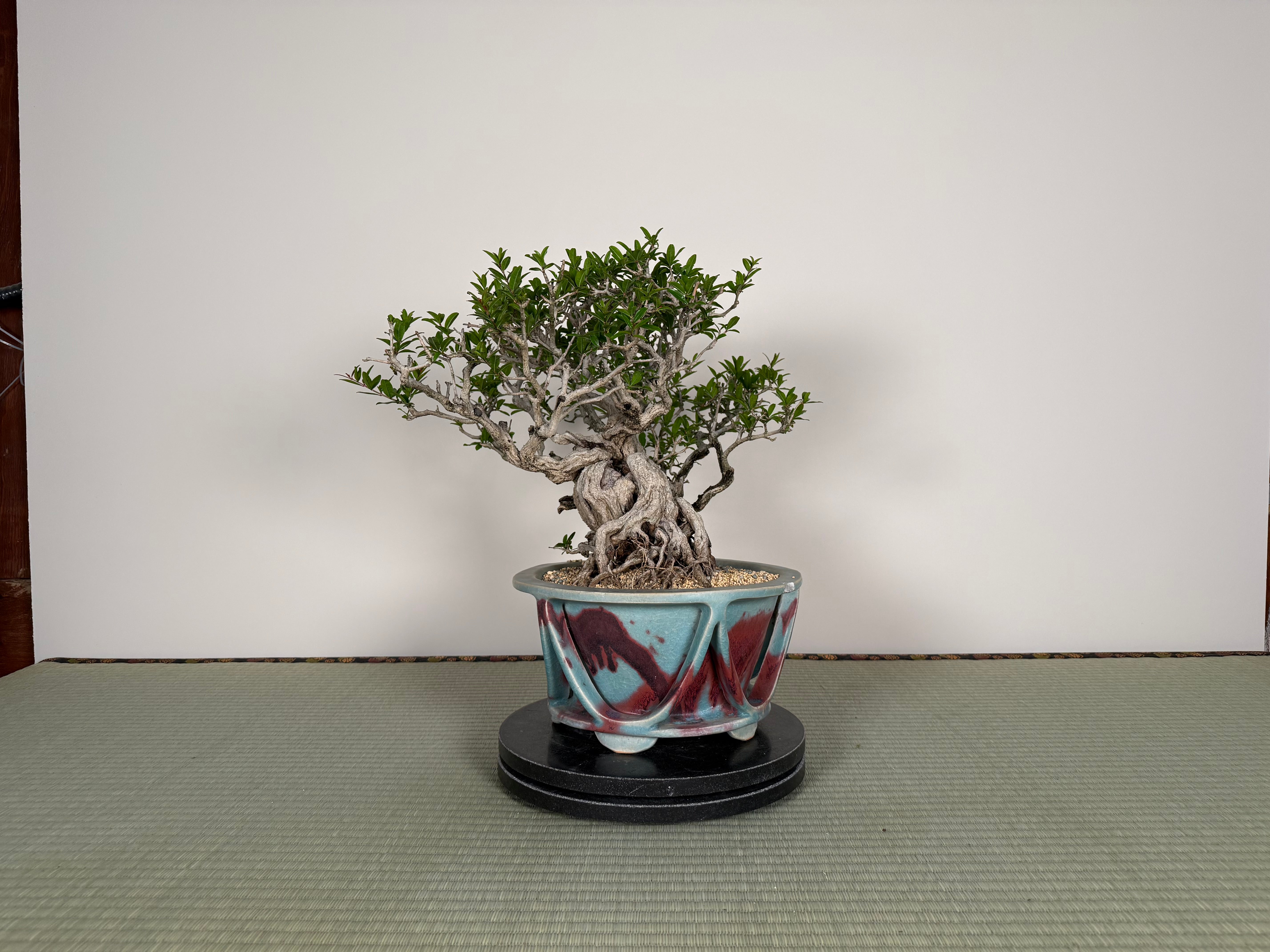 Punica granatum 25th Anniversary Gafu-ten