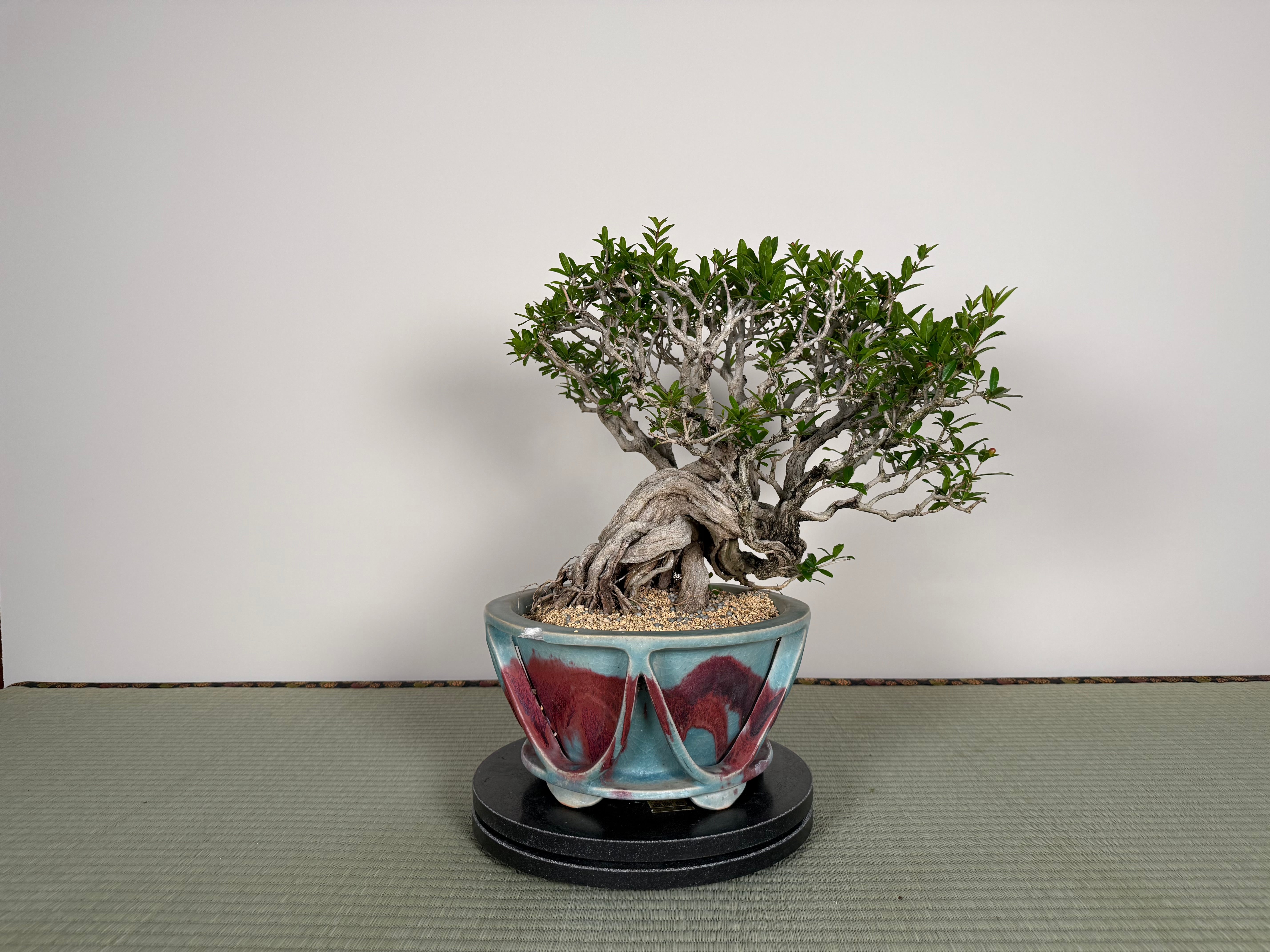 Punica granatum 25th Anniversary Gafu-ten