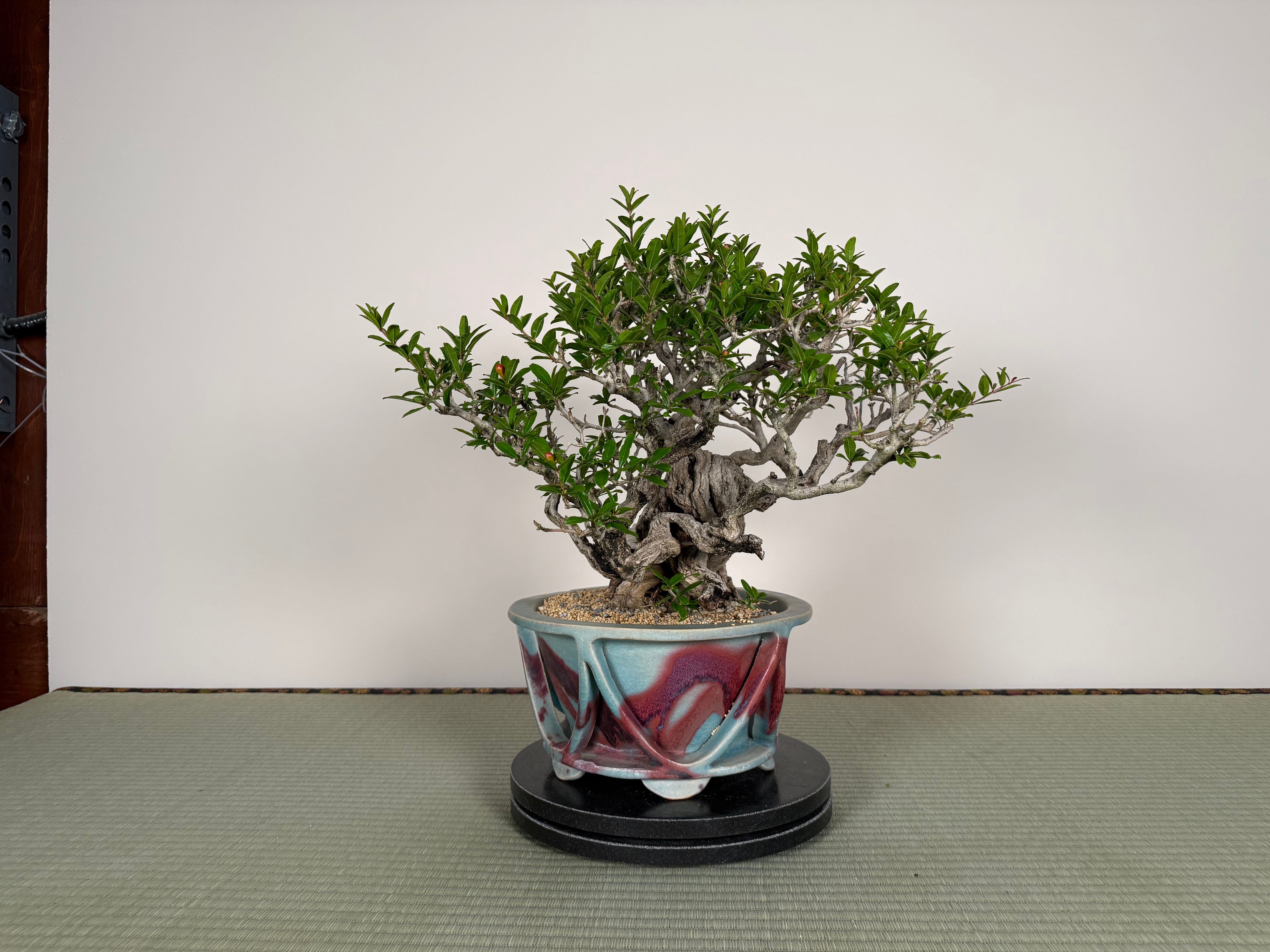 Punica granatum 25th Anniversary Gafu-ten