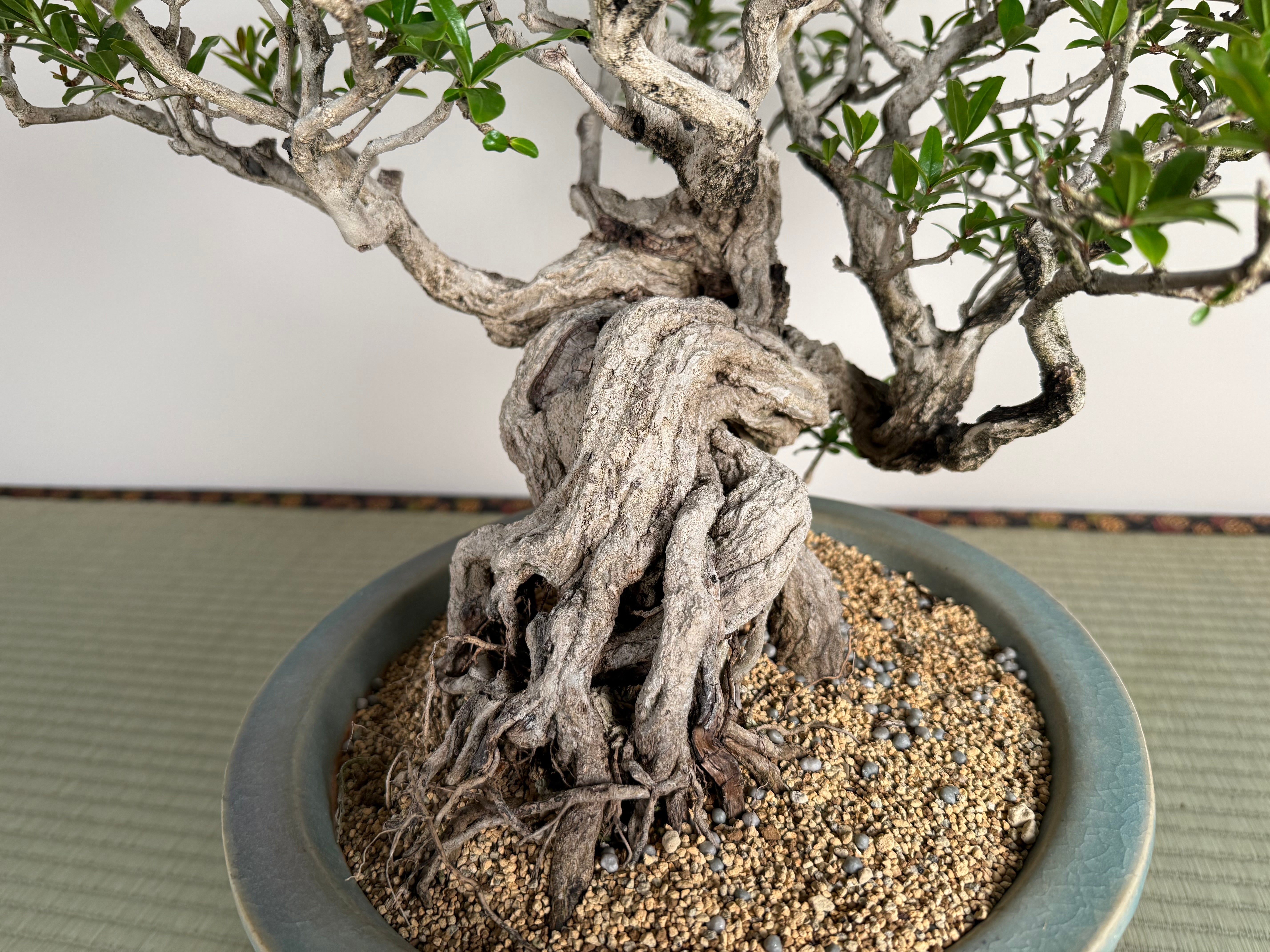 Punica granatum 25th Anniversary Gafu-ten