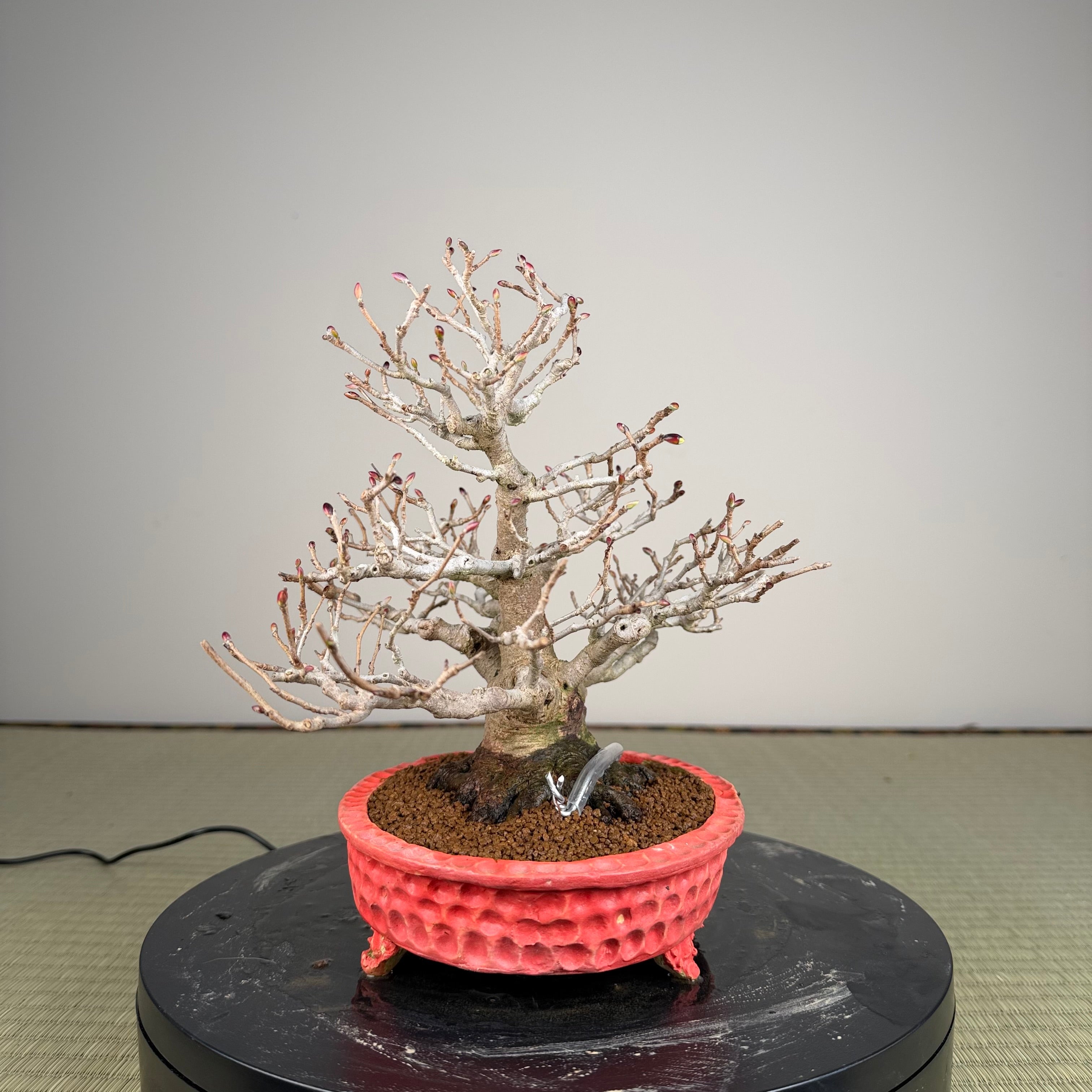 Corylopsis spicata