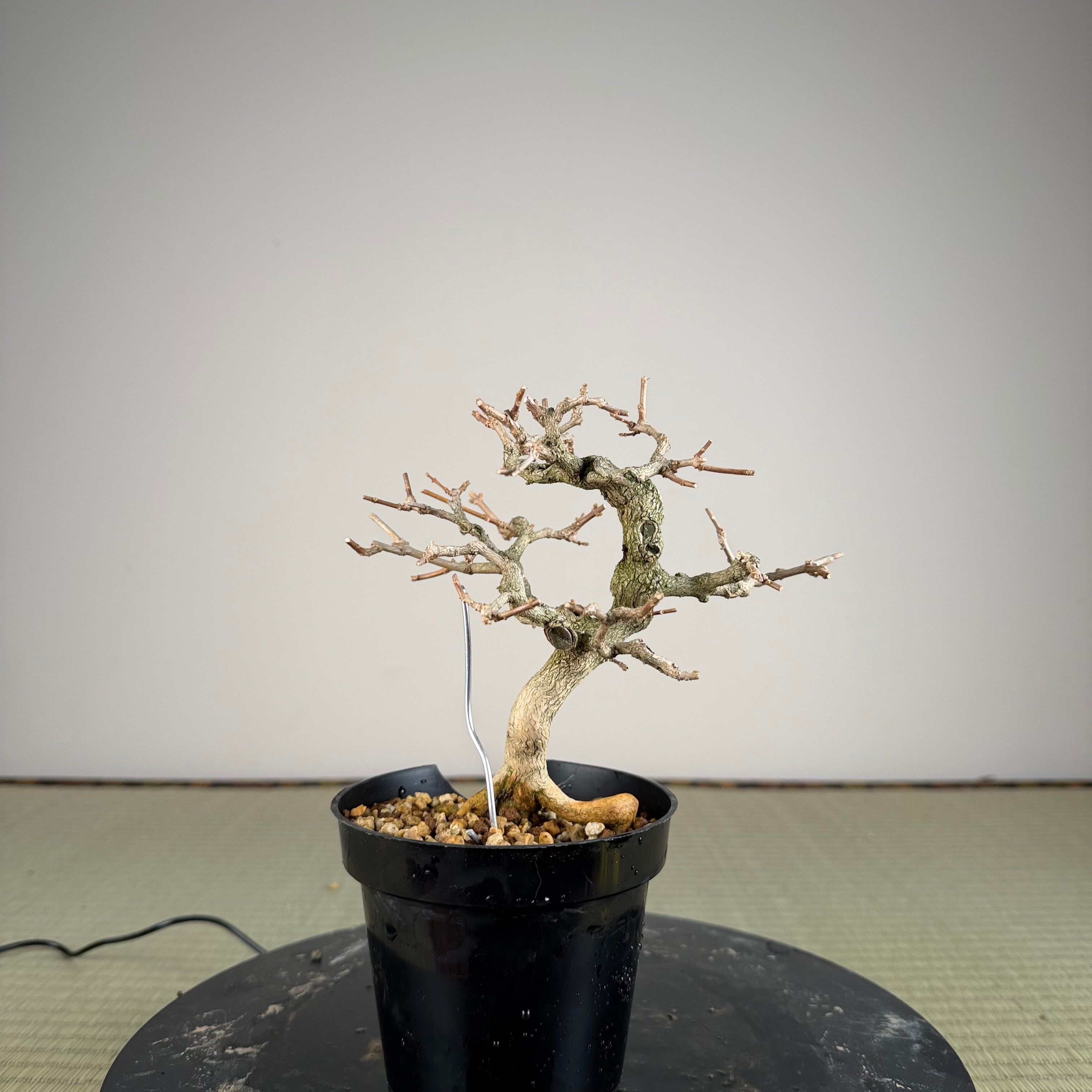 Premna japonica