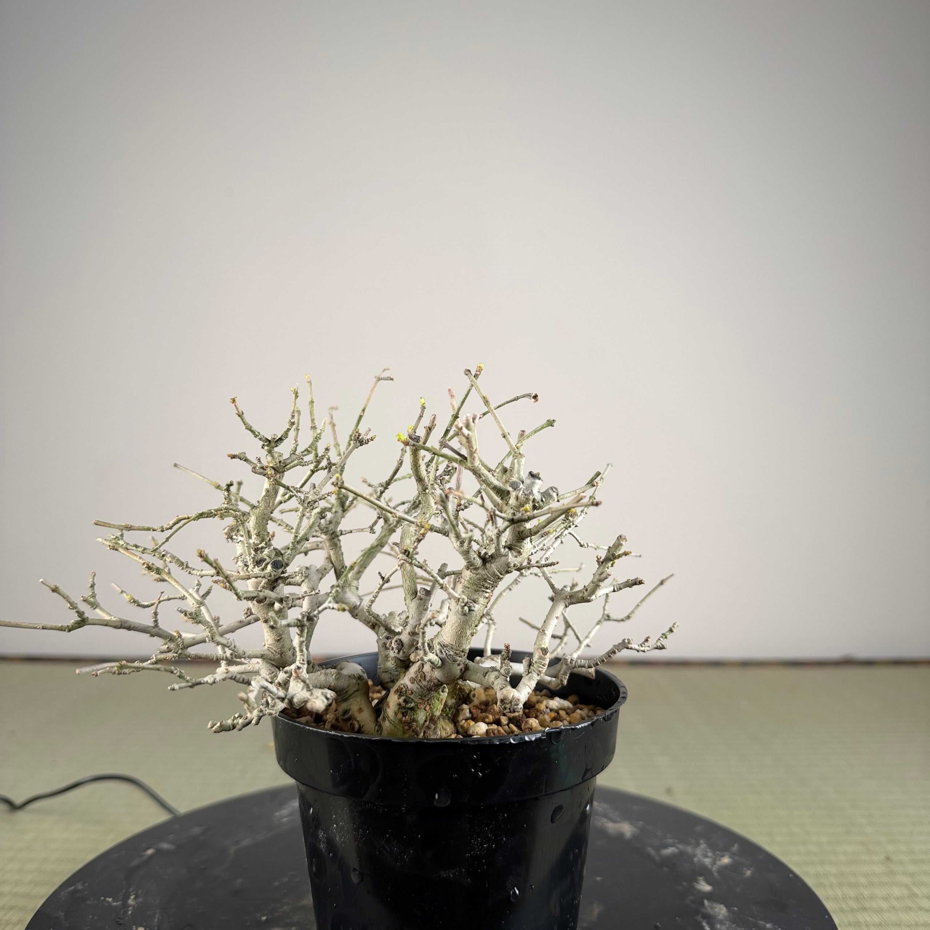 Ligustrum Arakawa *Voir note*