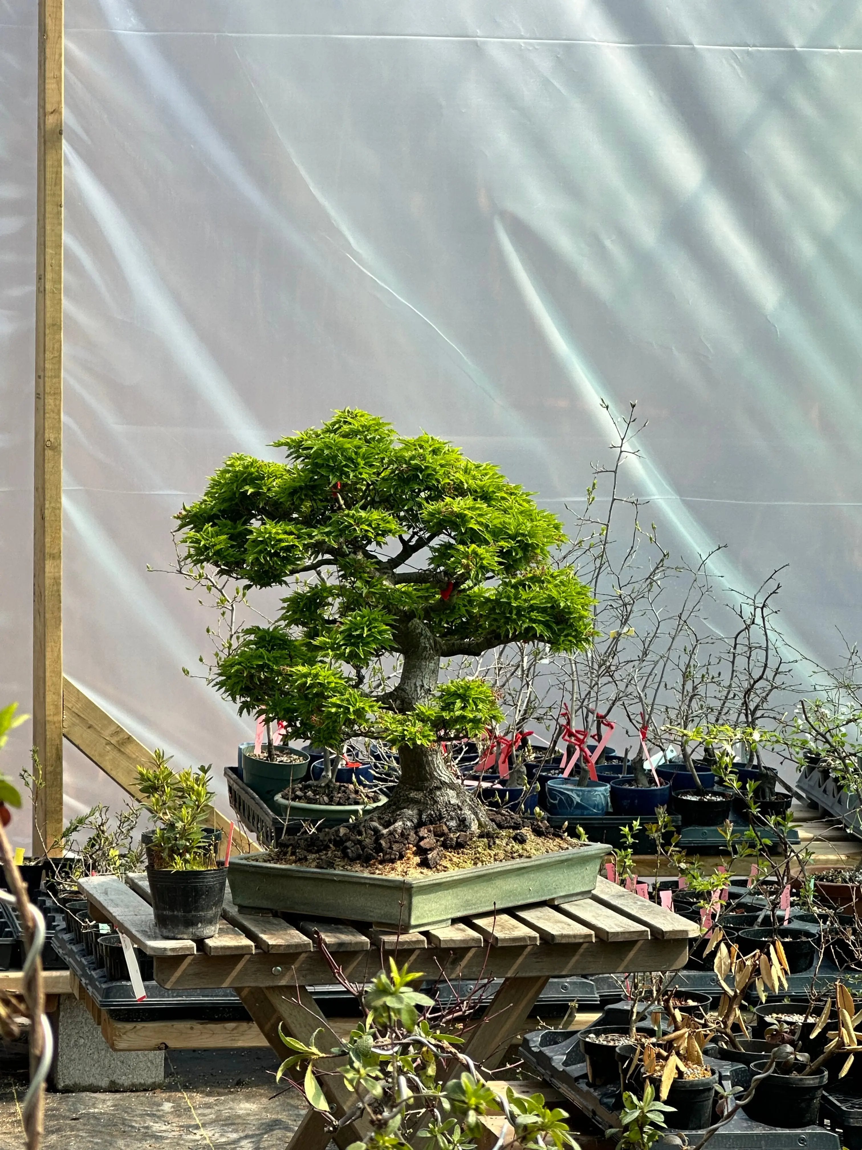 Acer palmatum 'Shishigashira' Canada Bonsai