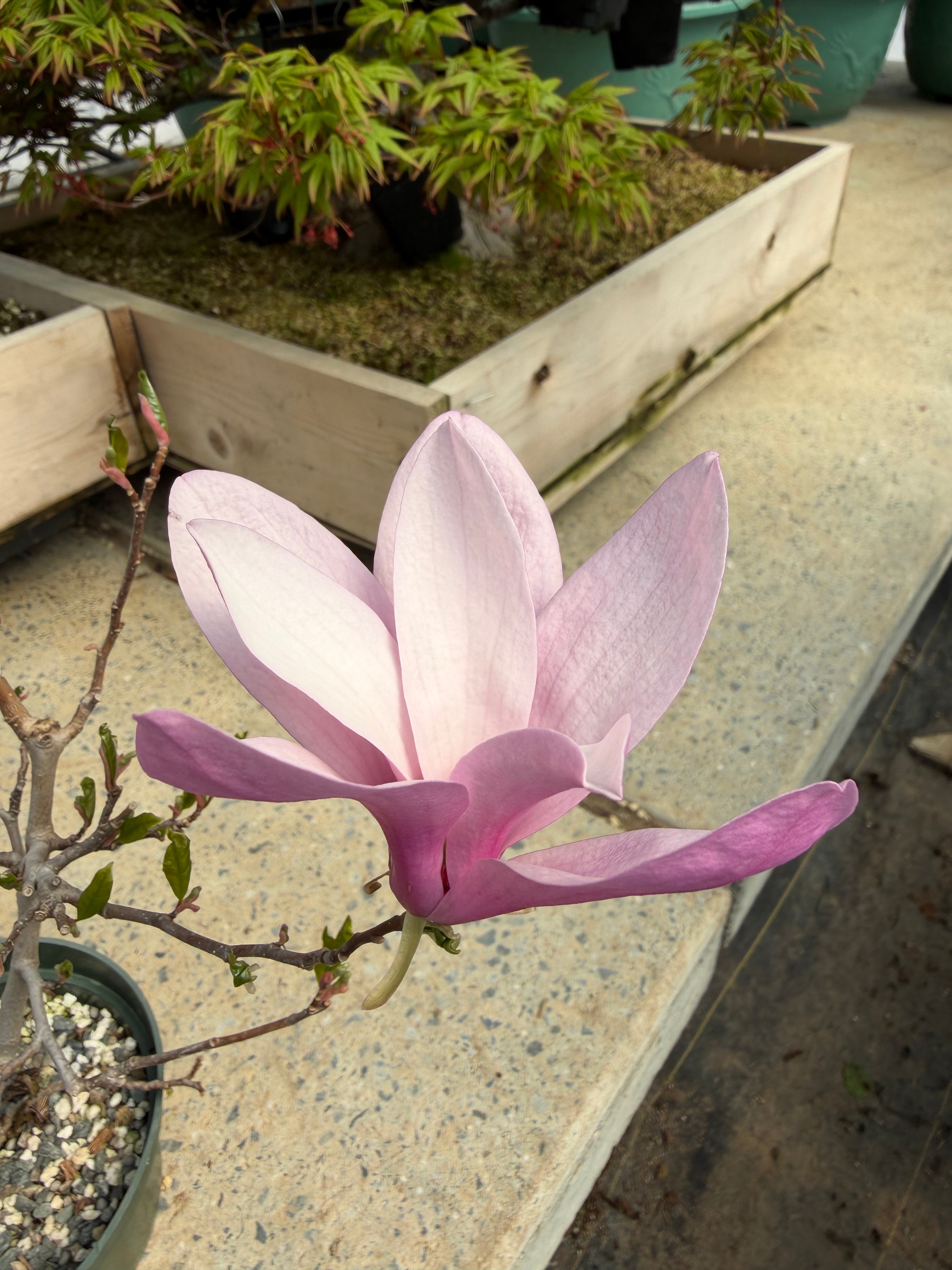 Magnolia (grand ; fleur violette)