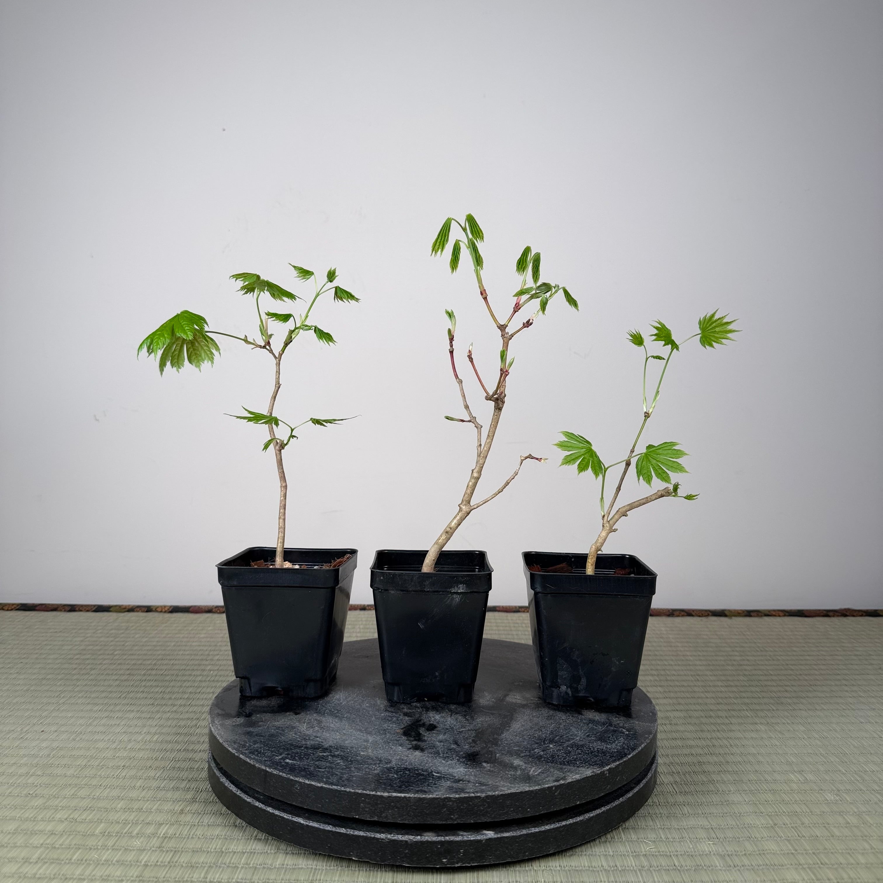 Acer tenuifolium 'Kohauchiwa' (3 units)