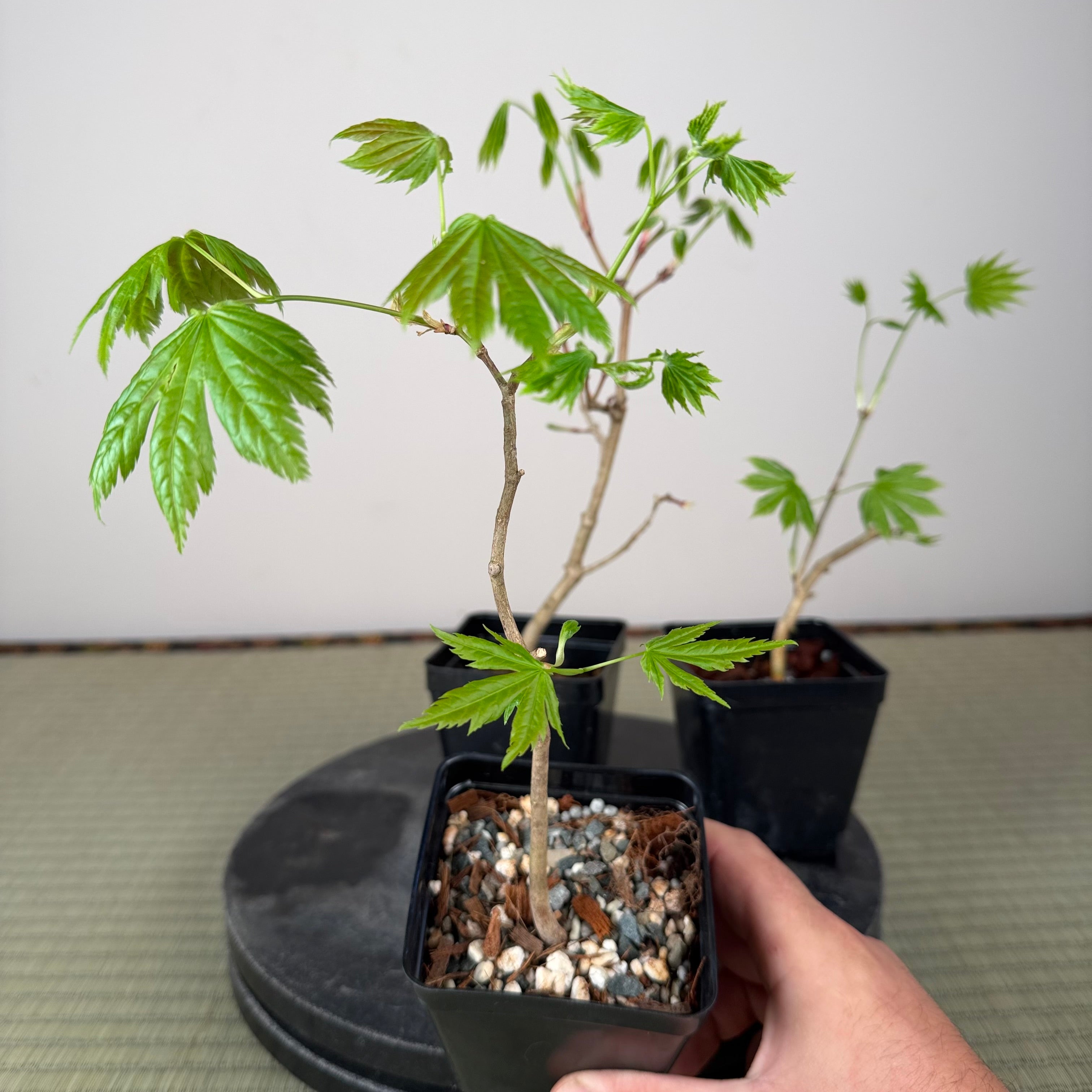 Acer tenuifolium 'Kohauchiwa' (3 units)