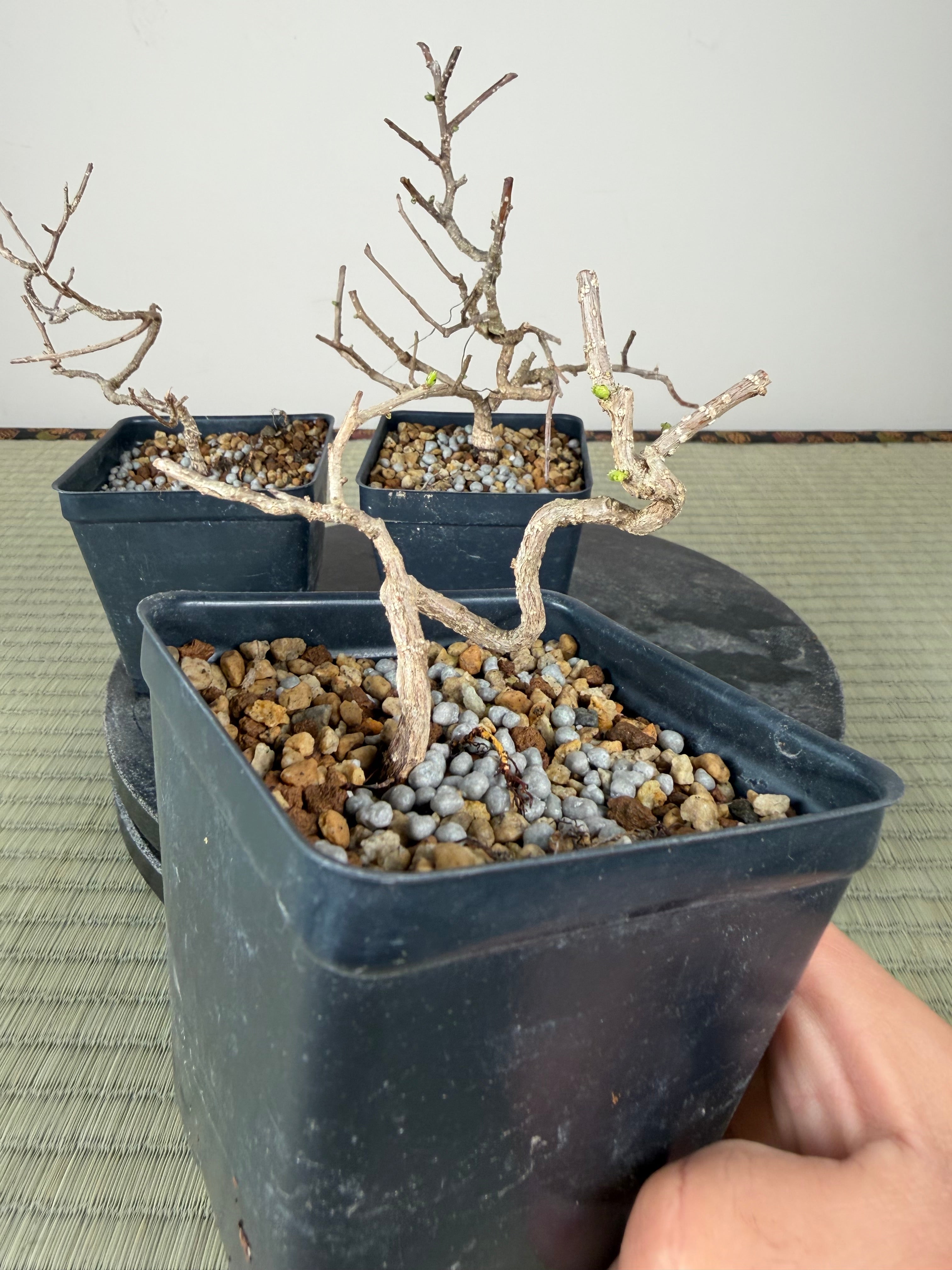 Celastrus (non invasive)