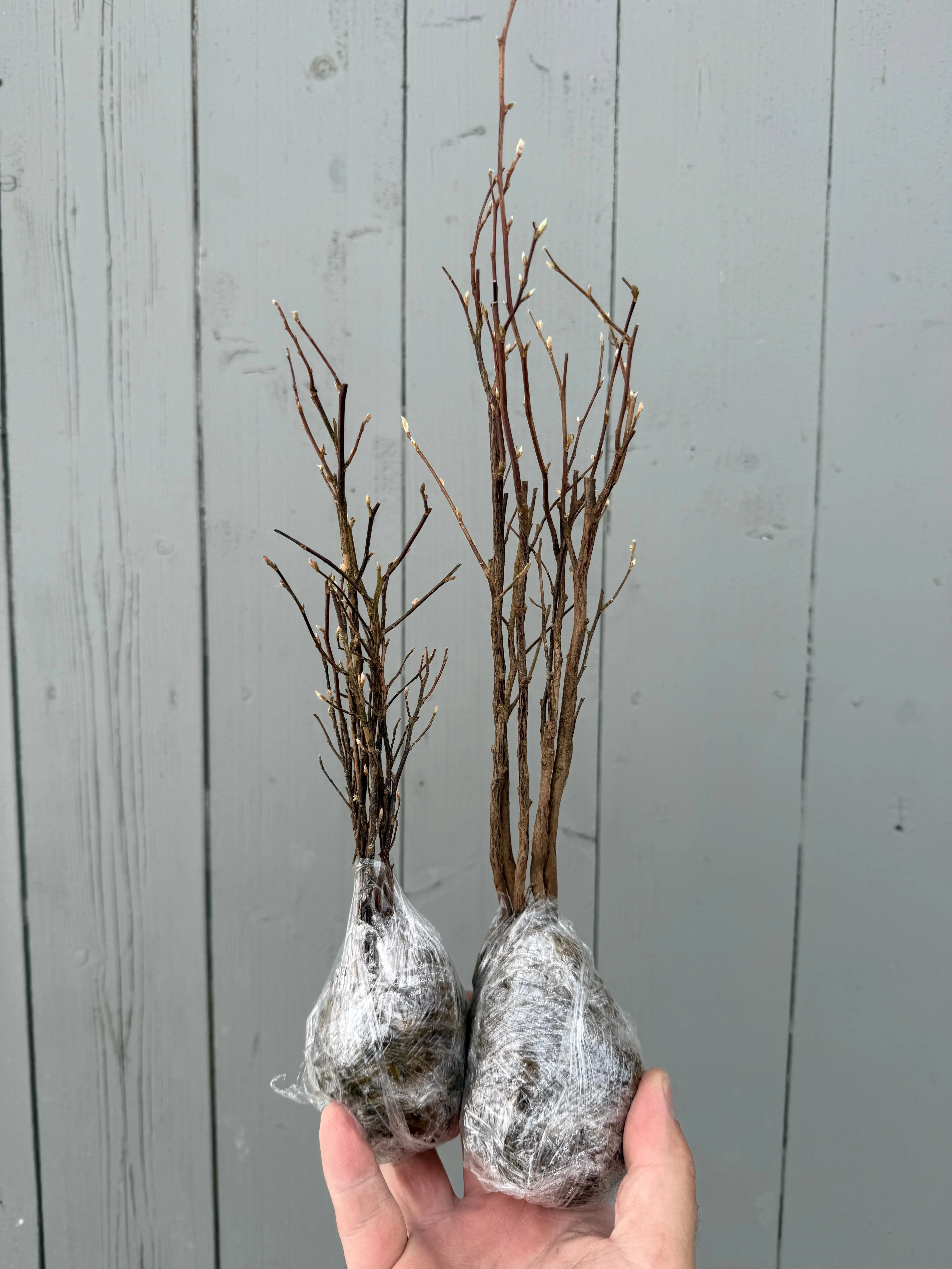 Stewartia monadelpha Canada Bonsai