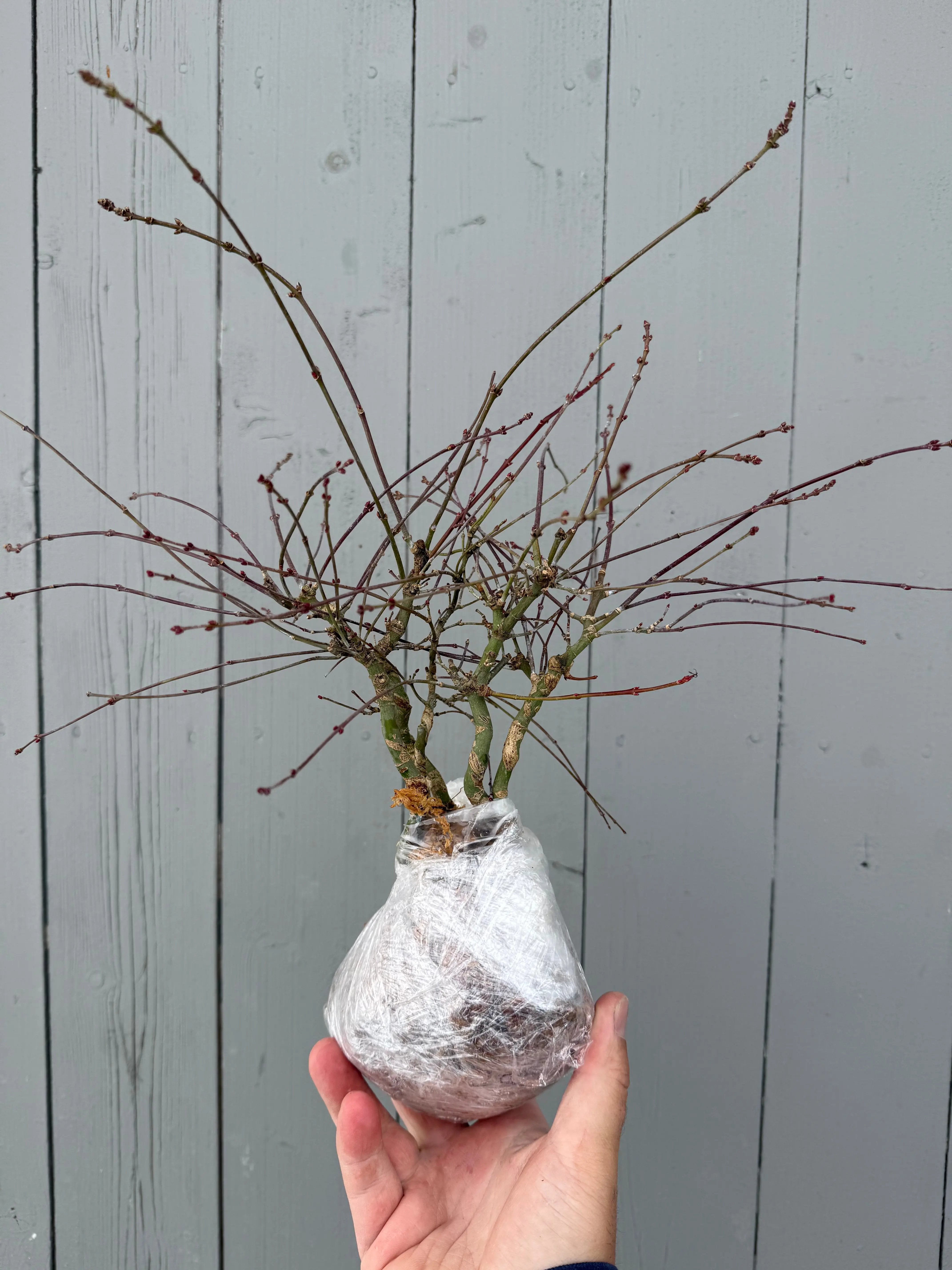 Acer palmatum 'Maihime' Canada Bonsai