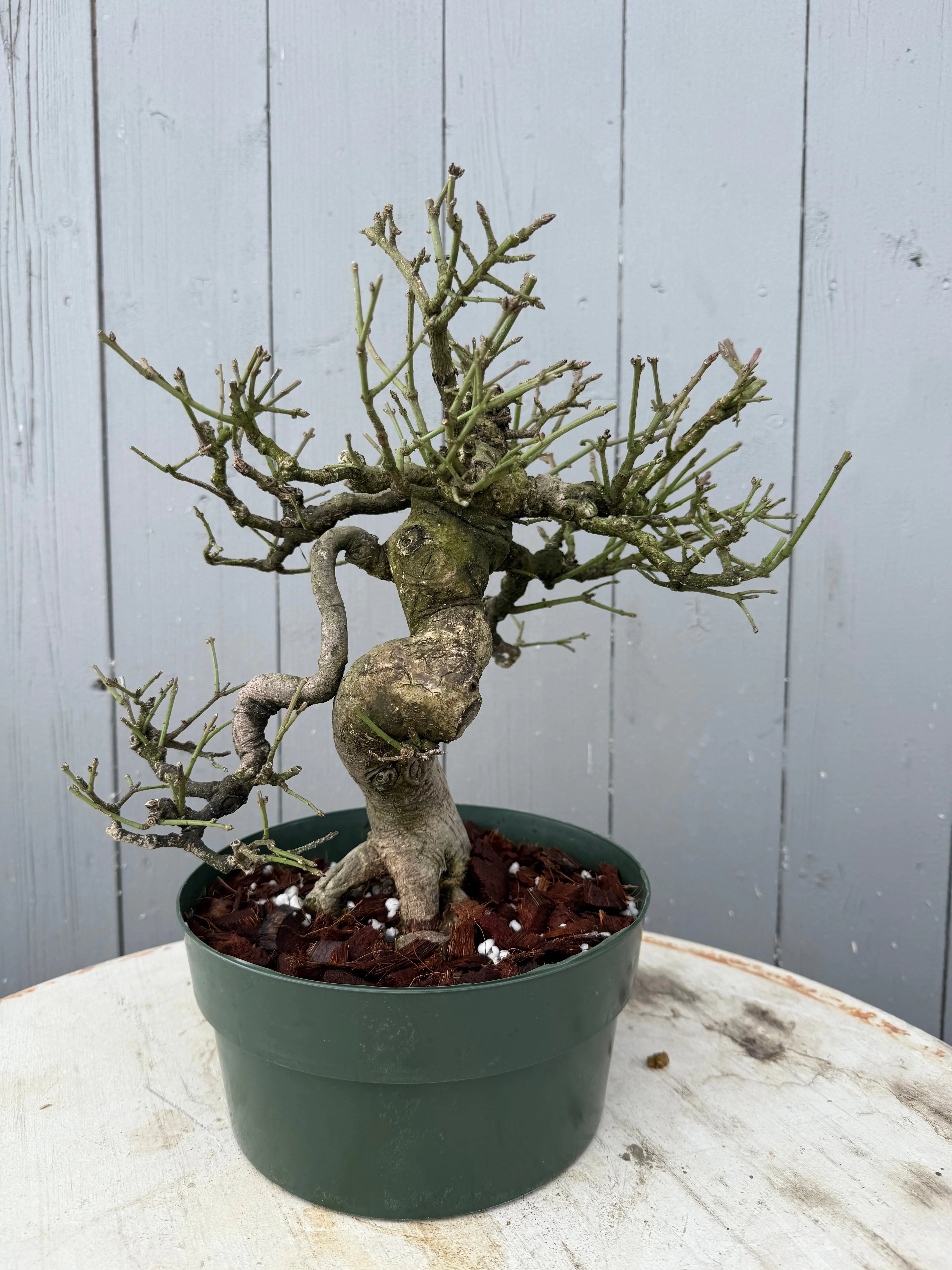 Euonymus Canada Bonsai