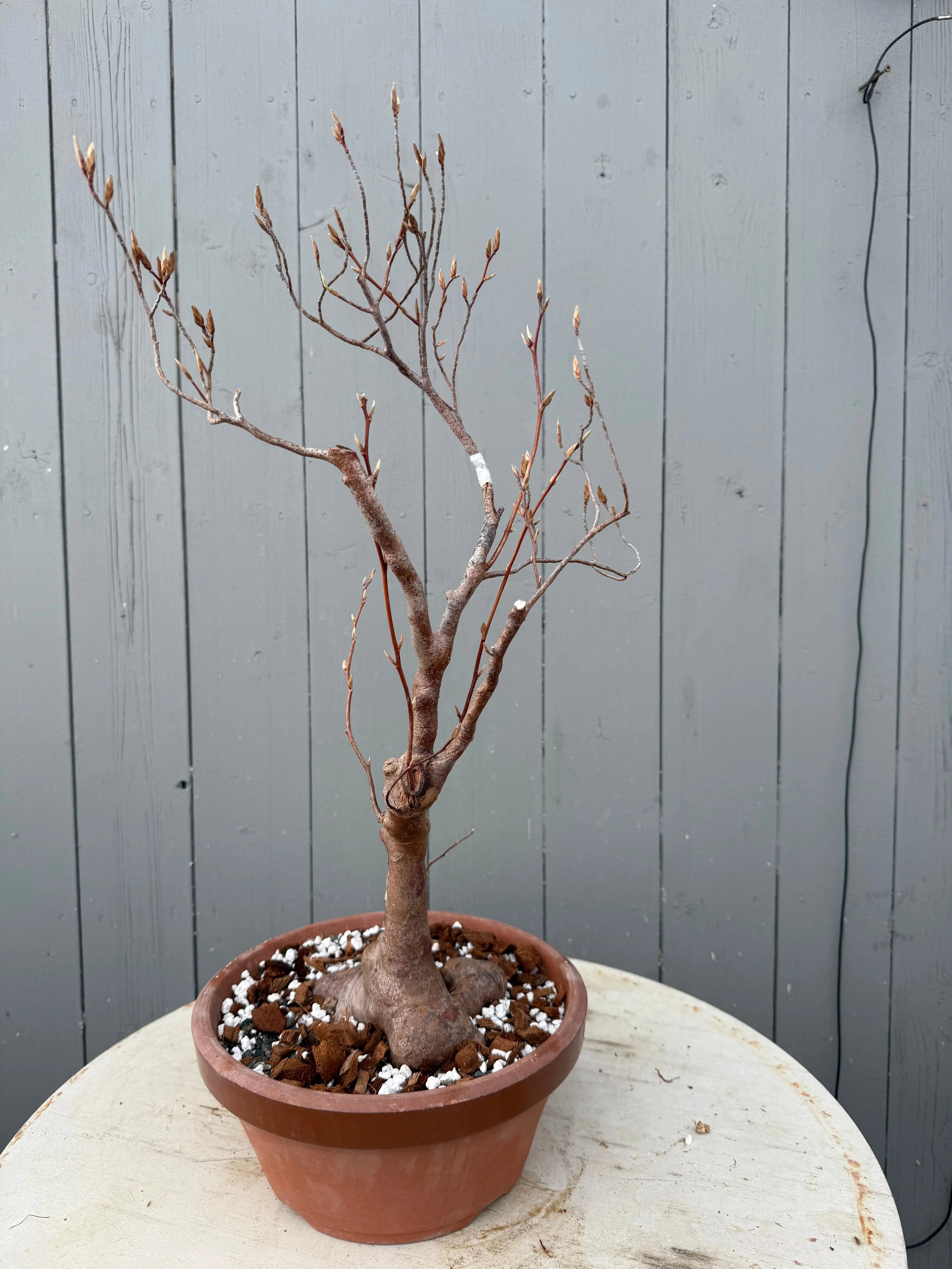 Stewartia monadelpha Canada Bonsai